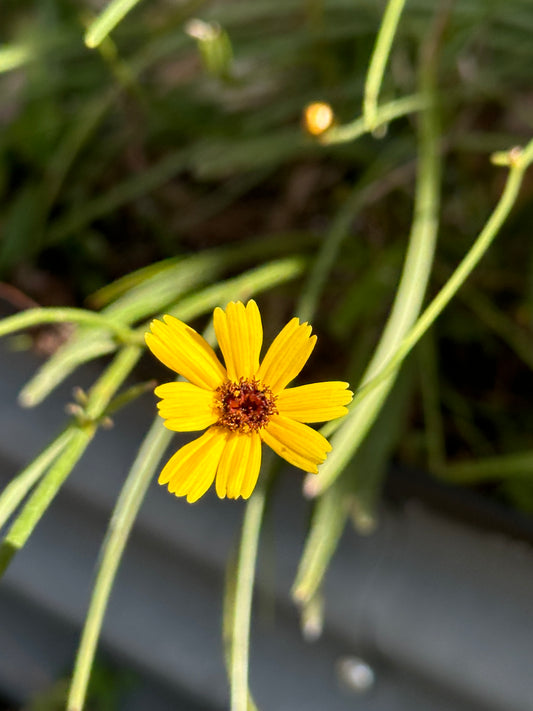 Coreopsis floridana - Florida tickseed
