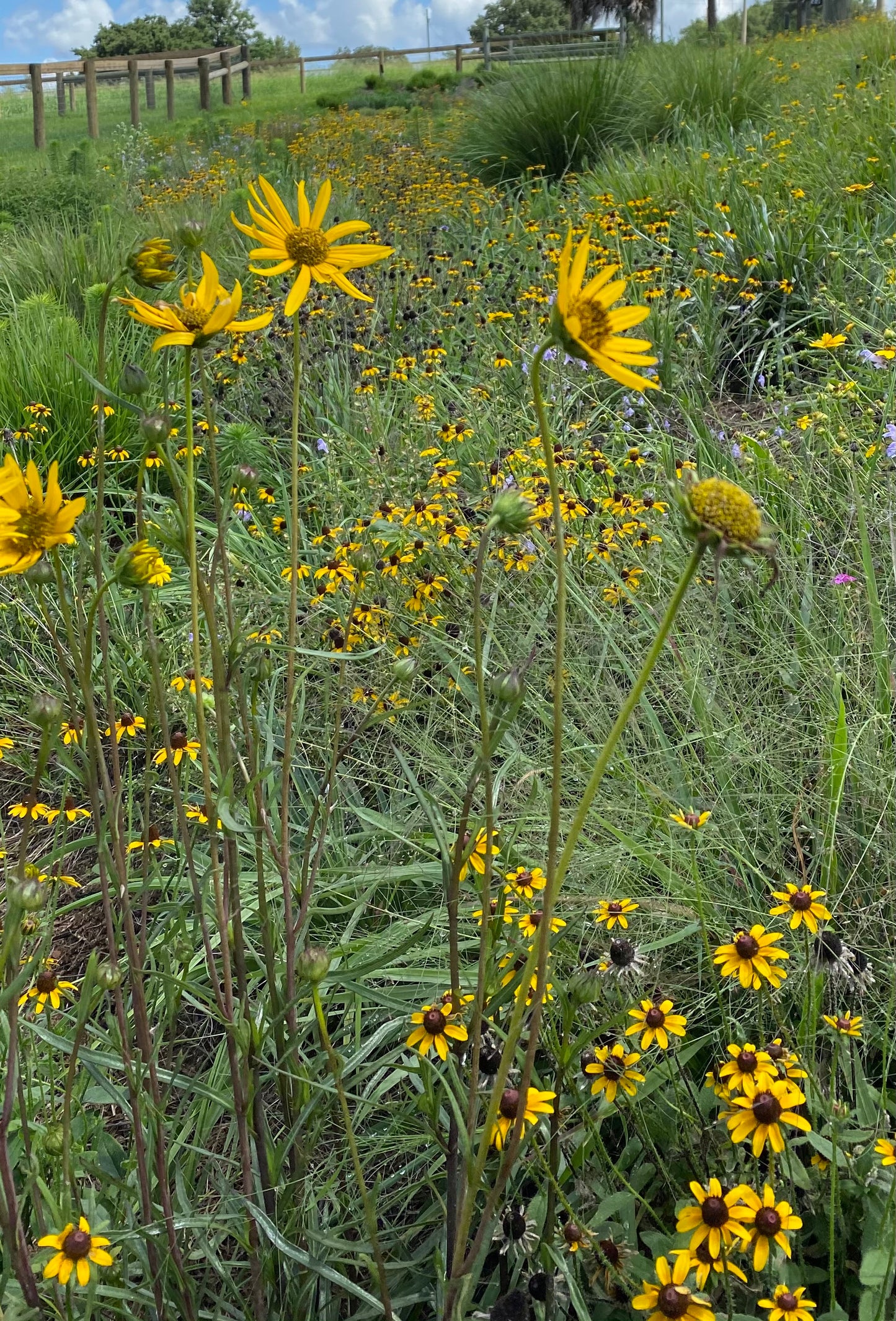 Helianthus carnosus - Lakeside sunflower