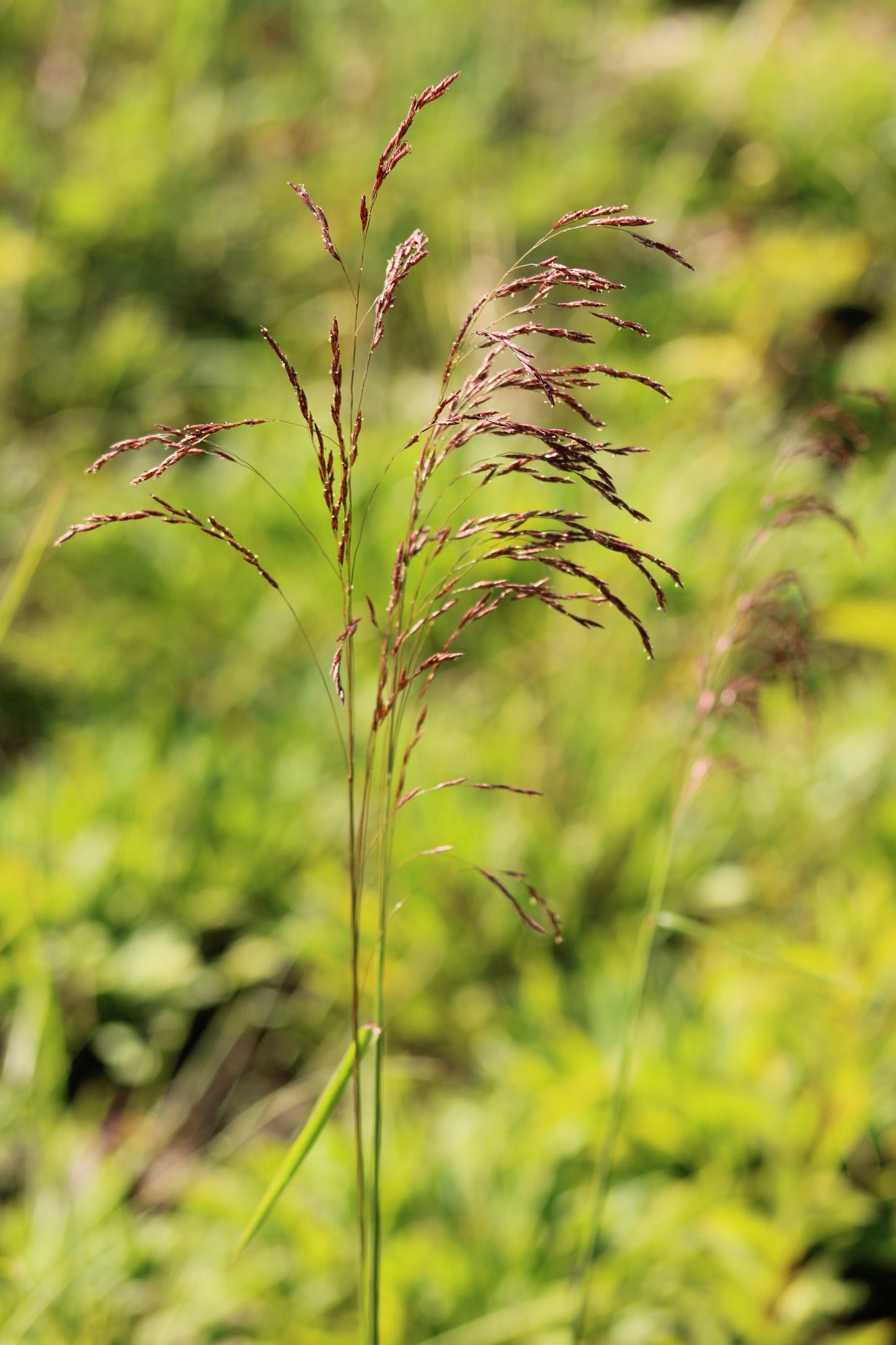 Tridens flavus - Purpletop
