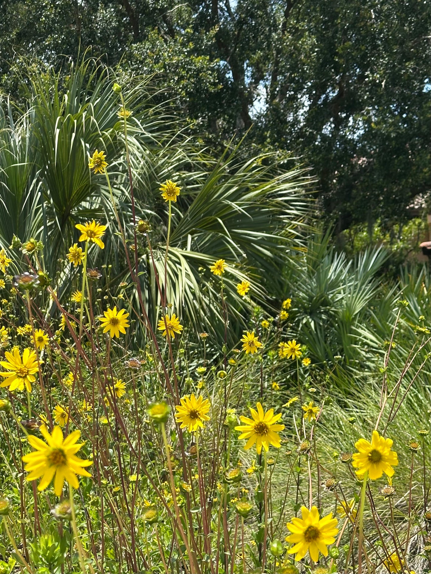 Silphium asteriscus - Stary rosinflower