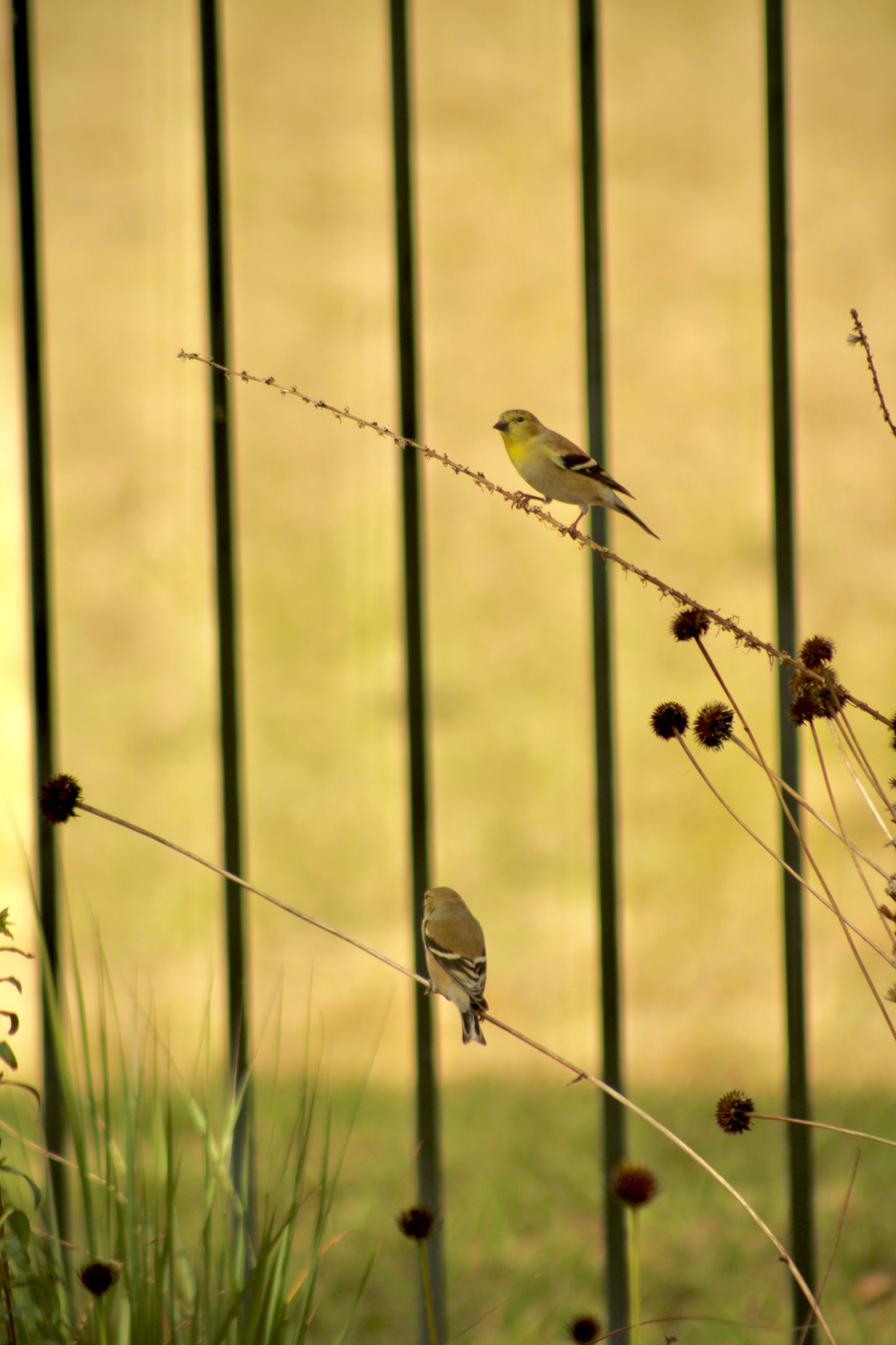 Helianthus radula - Rayless sunflower