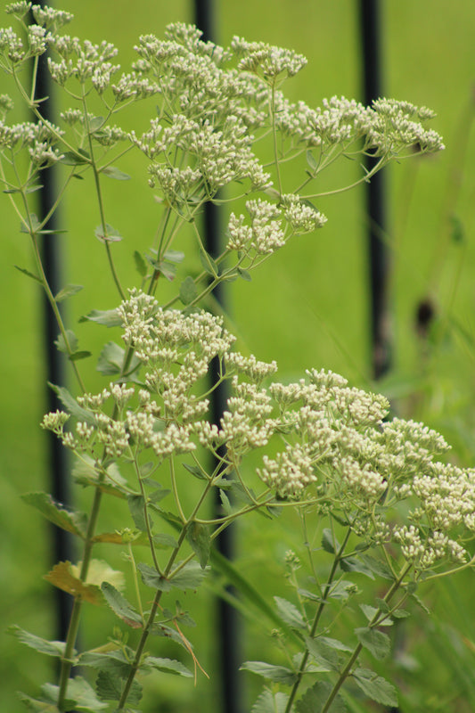 Eupatorium rotundifolium - Roundleaf Thoroughwort