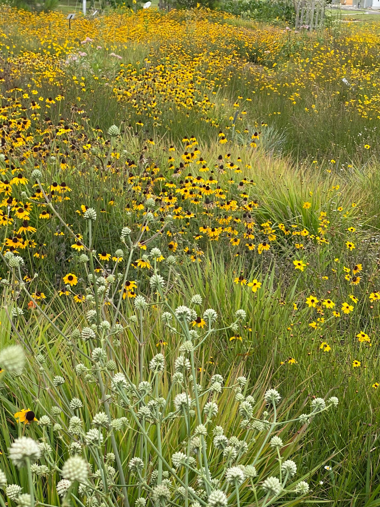 Eryngium yuccifolium - Rattlesnake master