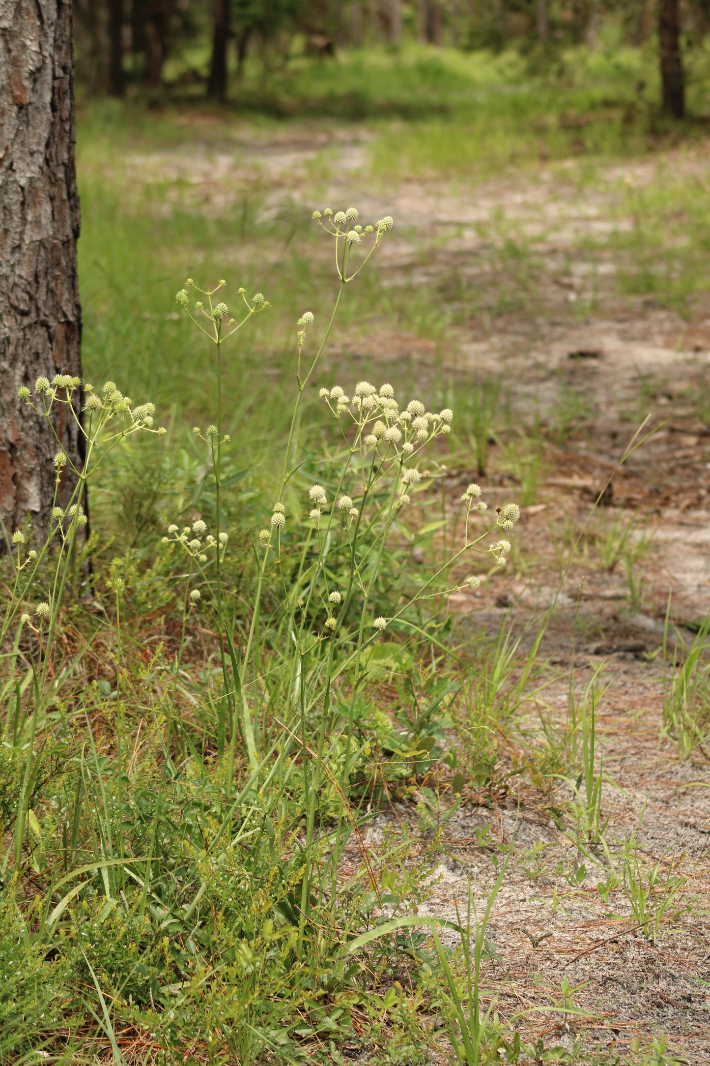 Eryngium yuccifolium - Rattlesnake master
