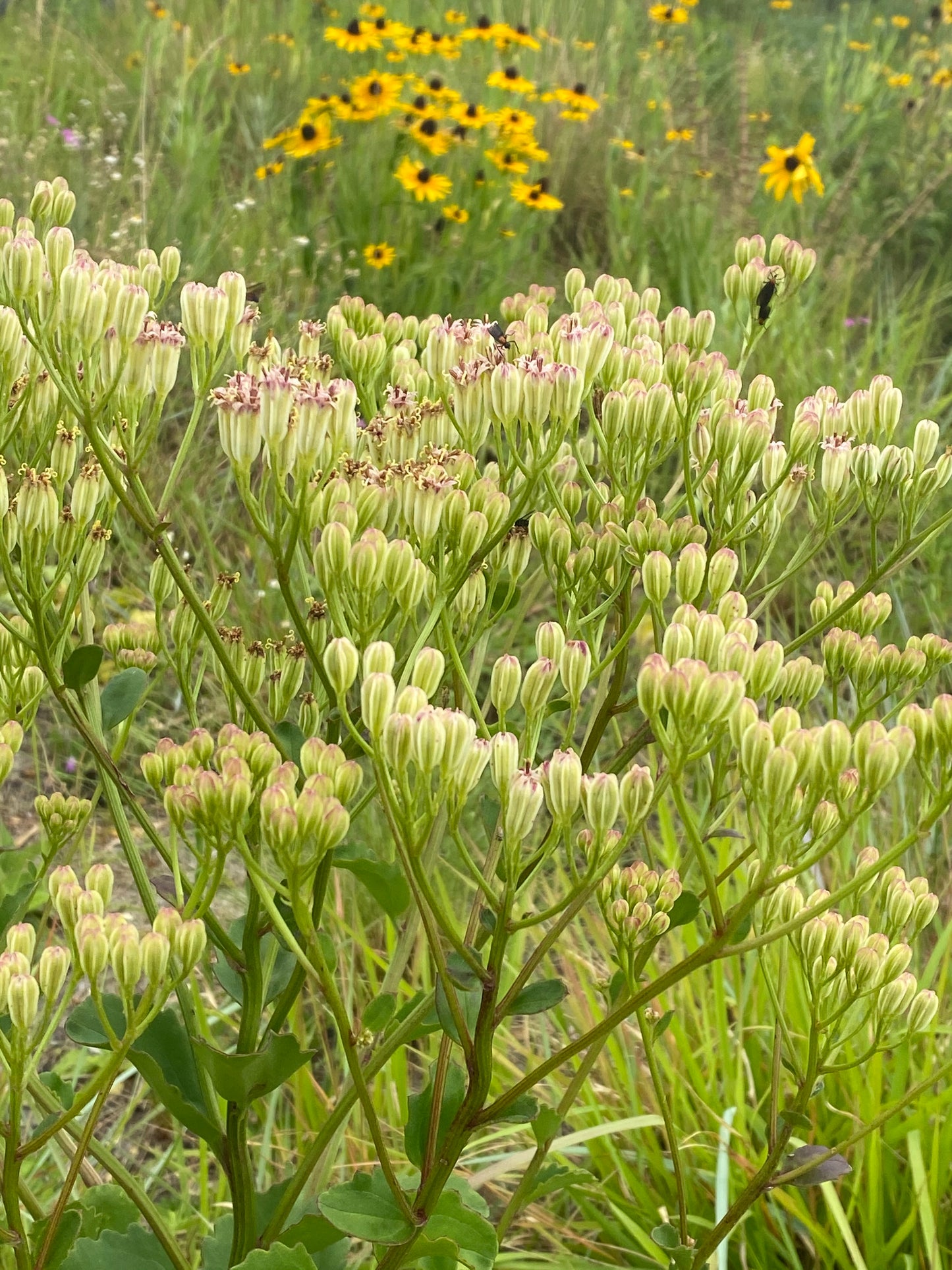 Arnoglossum floridanum - Florida plantain