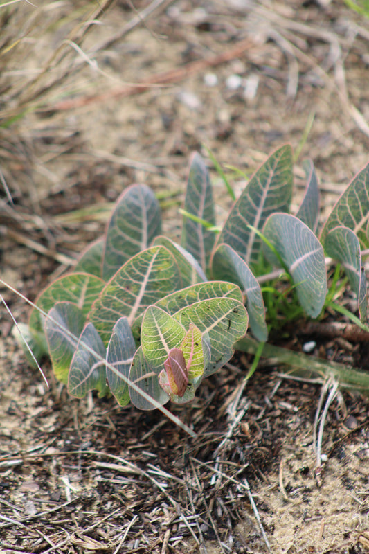 Asclepias humistrata - Sandhill milkweed
