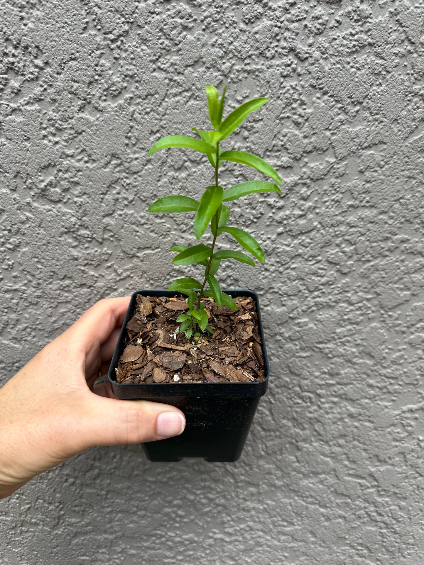 Solidago odora var. chapmanii - Chapman’s goldenrod