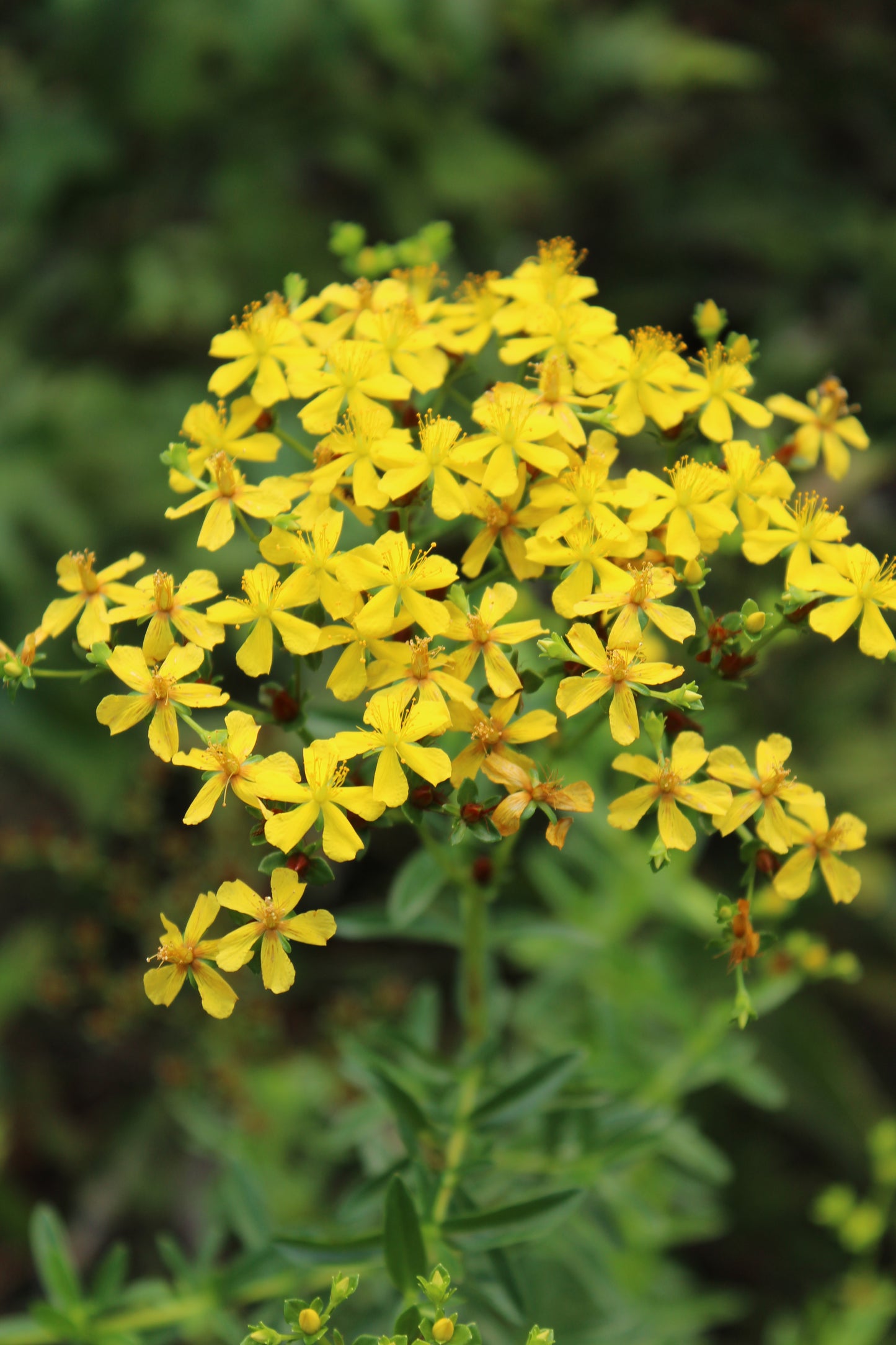 Hypericum cistifolium - Roundpod St. John’s Wort