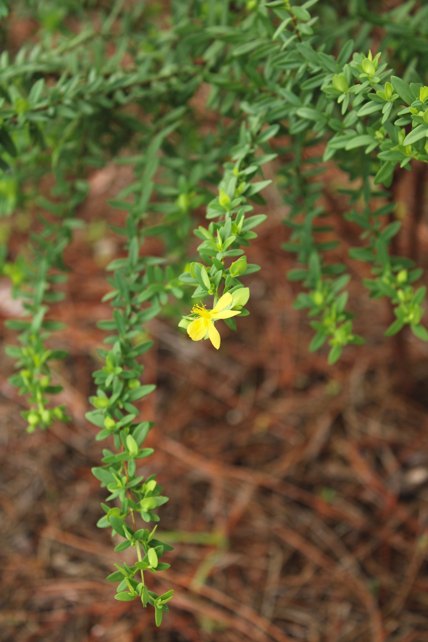 Hypericum hypericoides - St. Andrew’s Cross