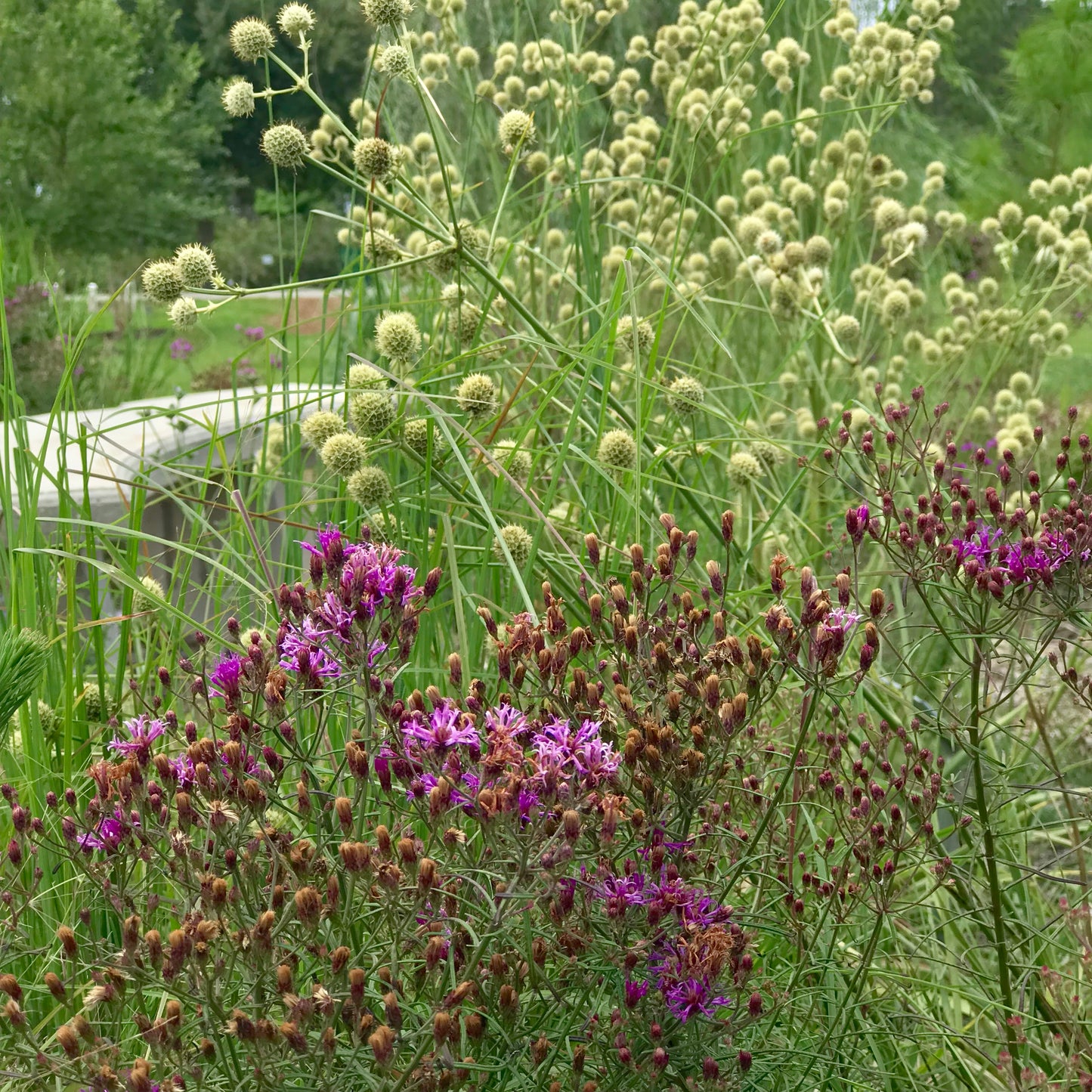 Eryngium yuccifolium - Rattlesnake master