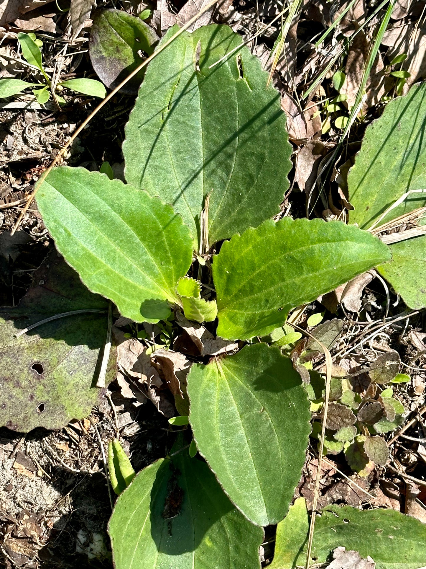 Arnoglossum floridanum - Florida plantain