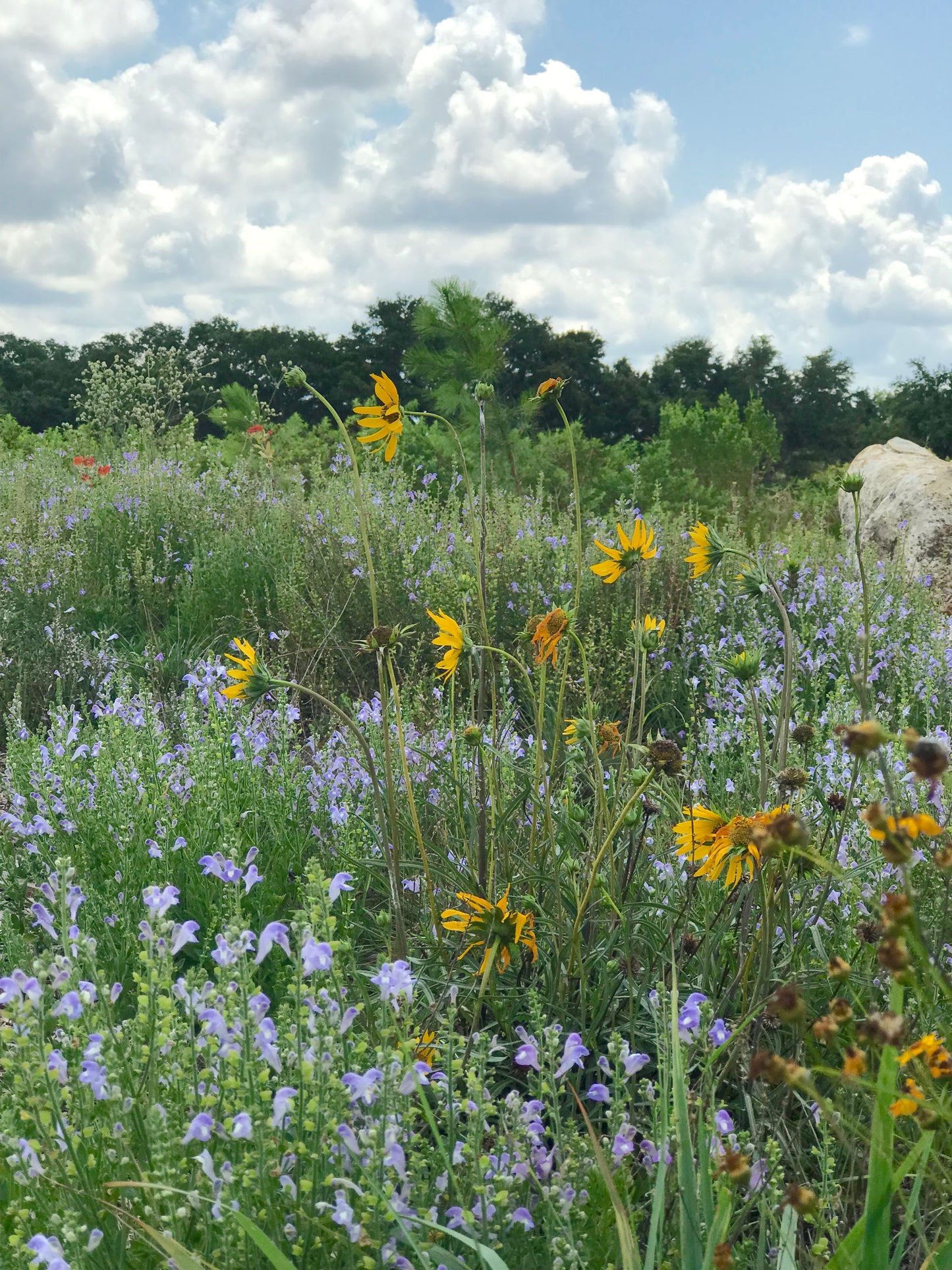 Helianthus carnosus - Lakeside sunflower