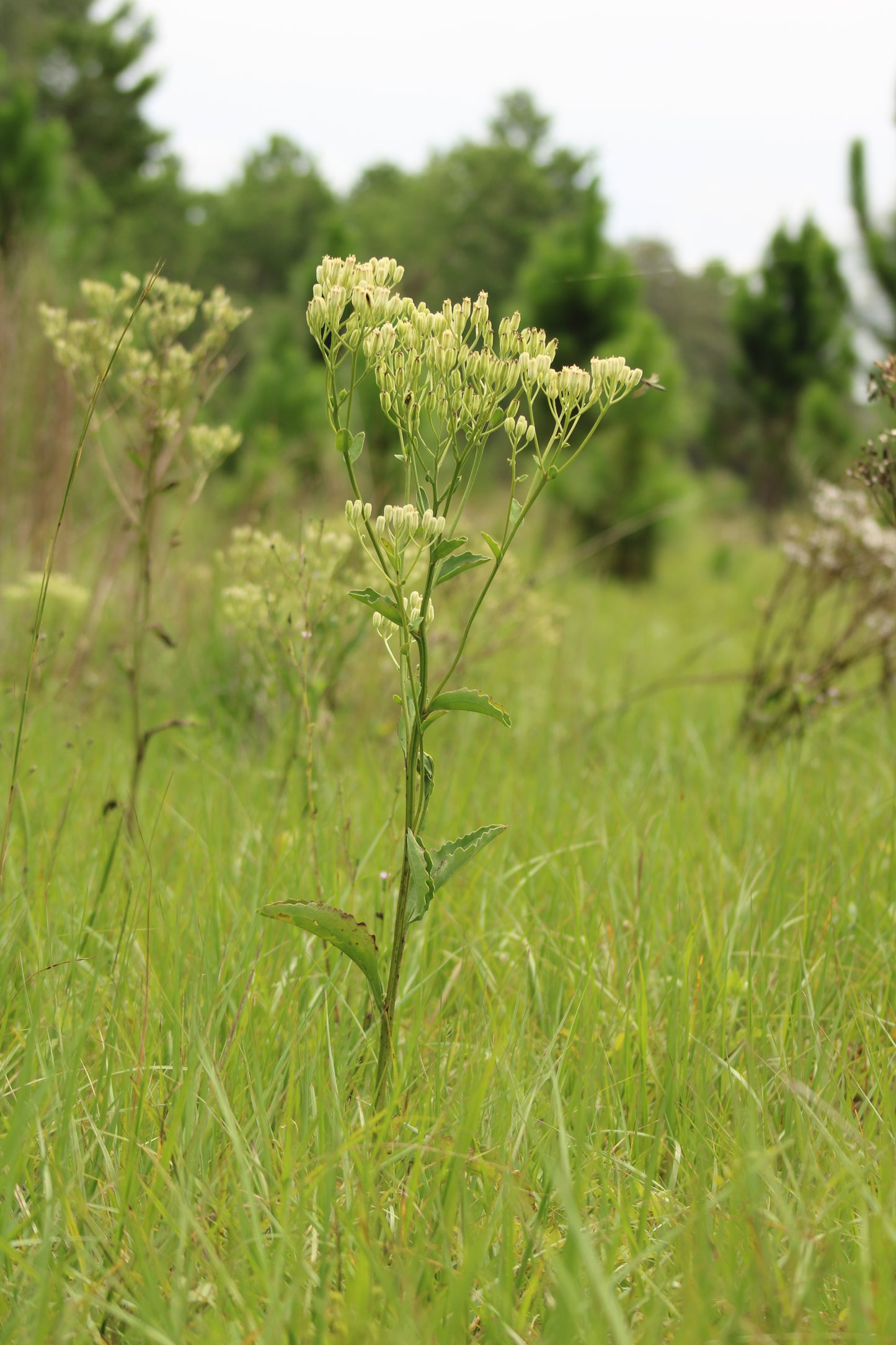 Arnoglossum floridanum - Florida plantain
