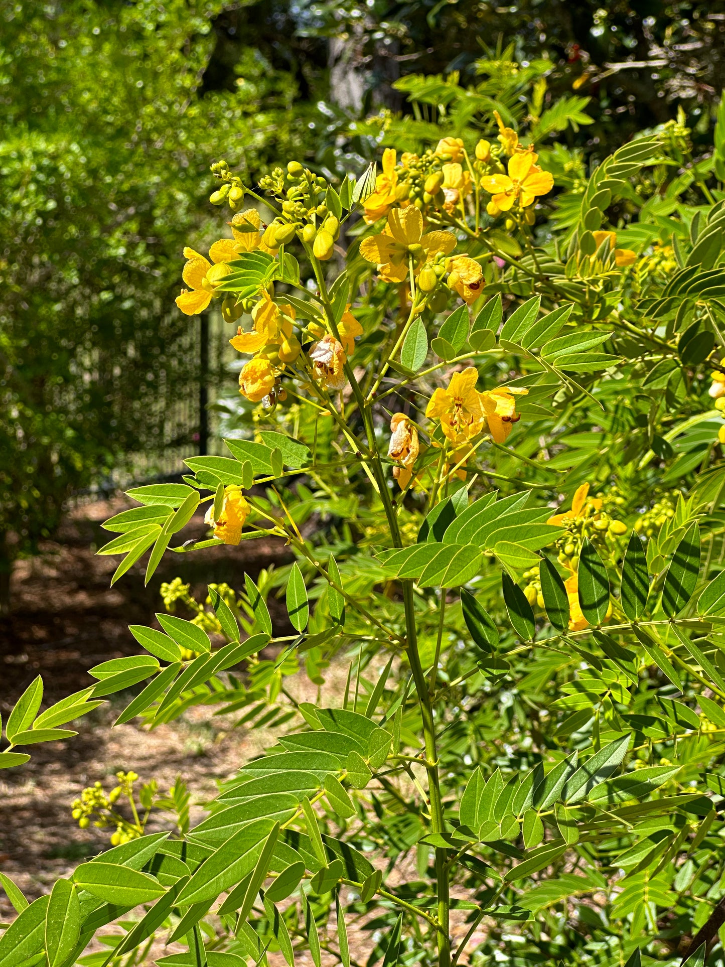 Senna ligustrina - Privet senna
