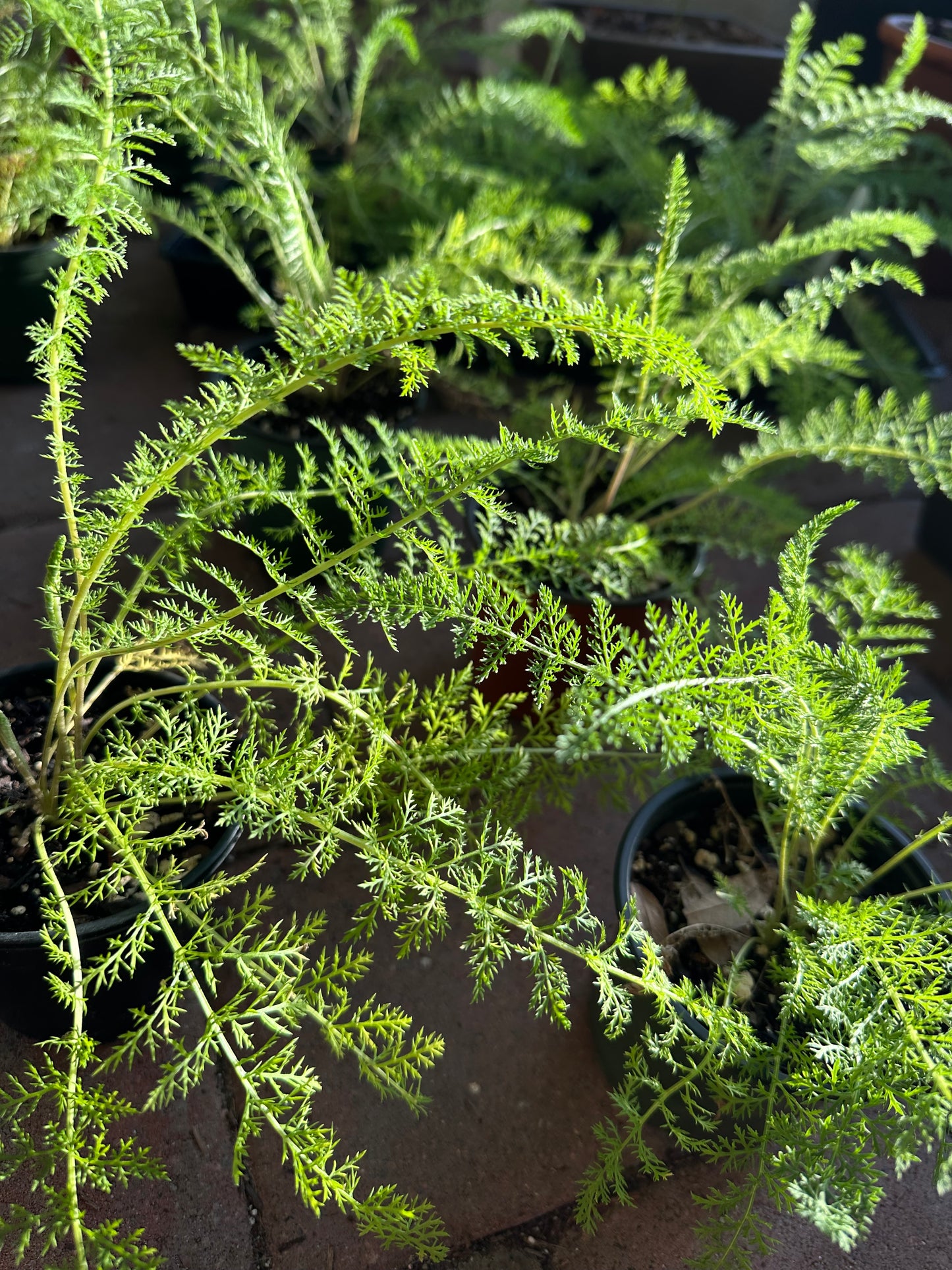 Achillea millefolium - Yarrow