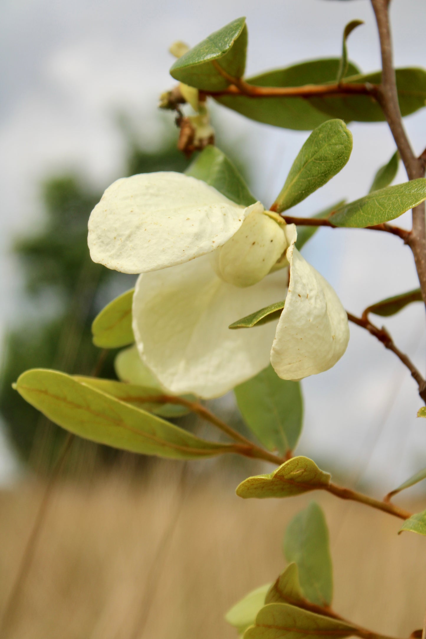 Asimina obovata - Bigflower pawpaw