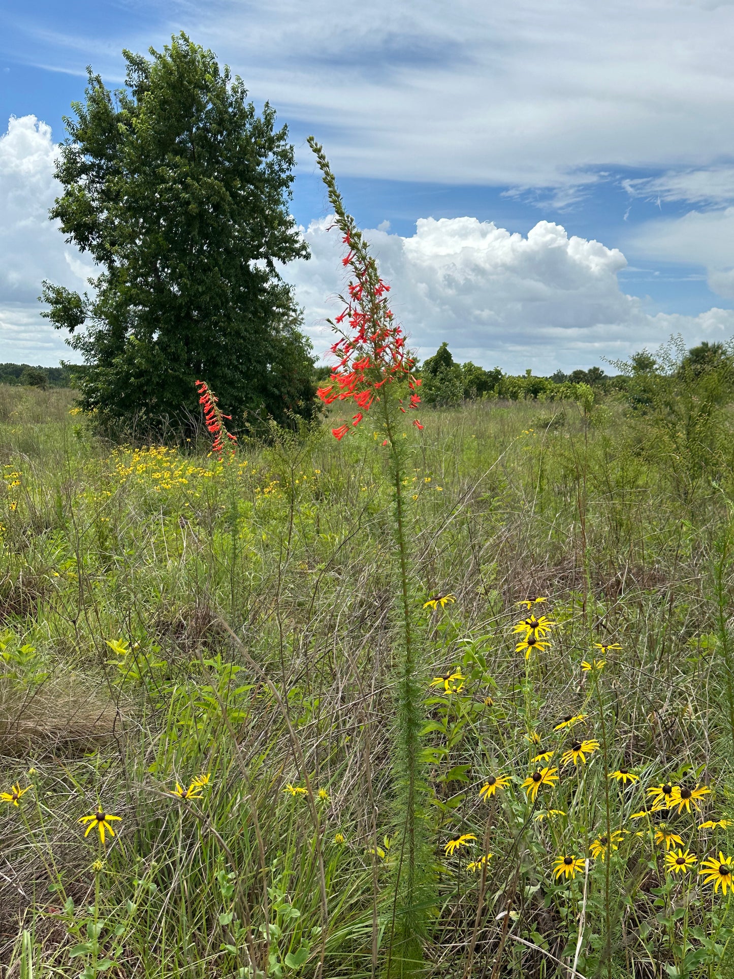 Ipomopsis rubra - Standing Cypress