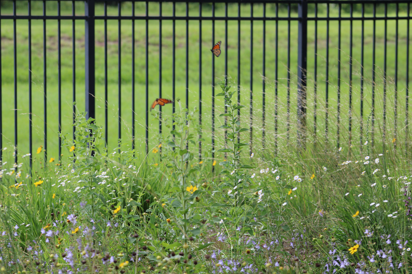 Erigeron strigosus - Prairie Fleabane