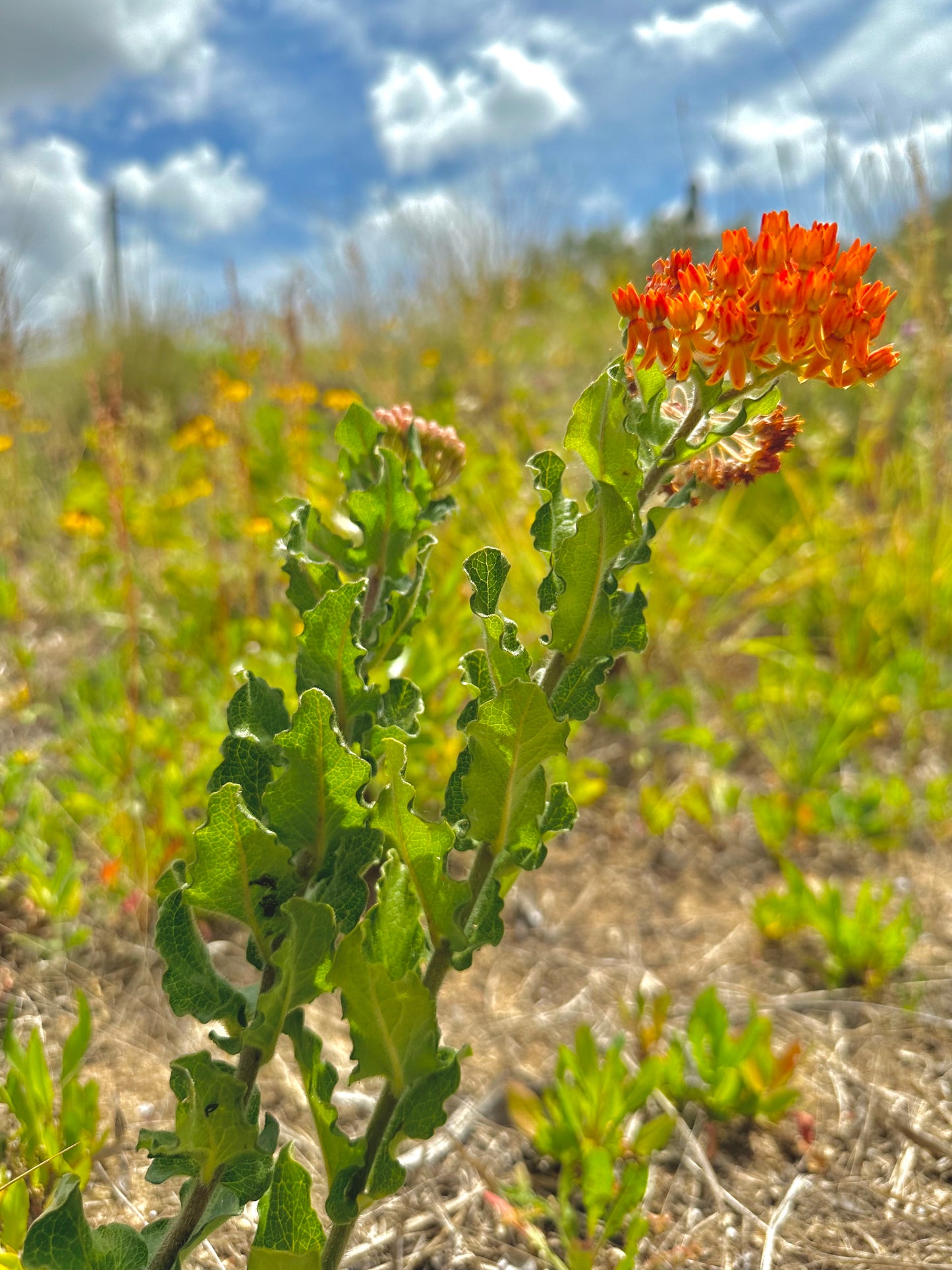 Asclepias tuberosa ssp. rolfsii - Rolfs' milkweed