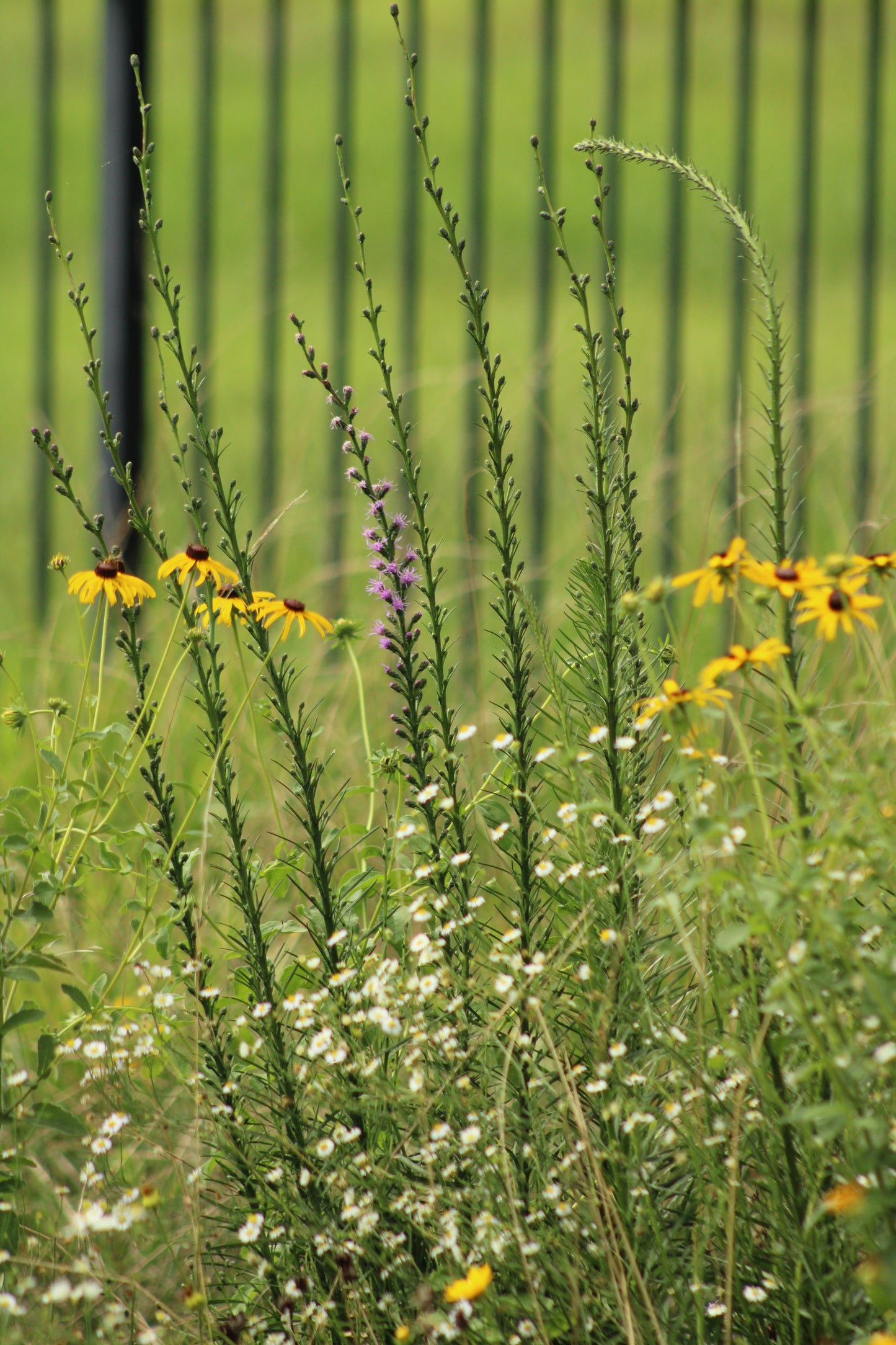 Erigeron strigosus - Prairie Fleabane