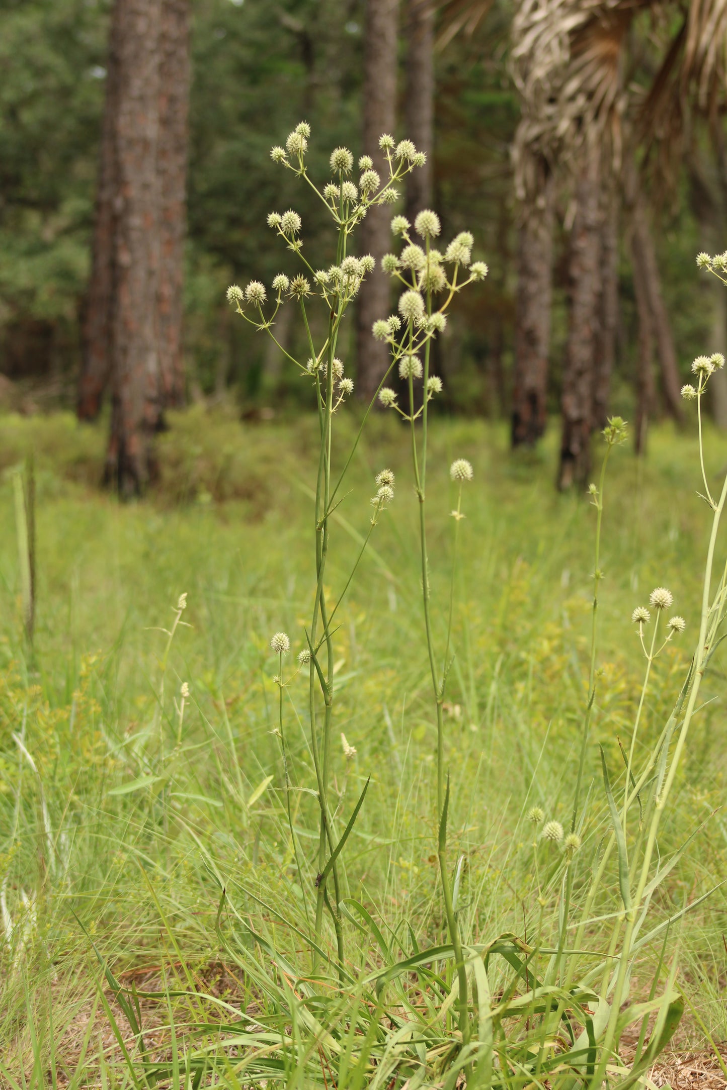 Eryngium yuccifolium - Rattlesnake master