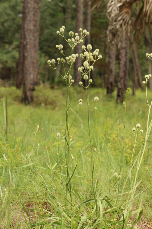Eryngium yuccifolium - Rattlesnake master