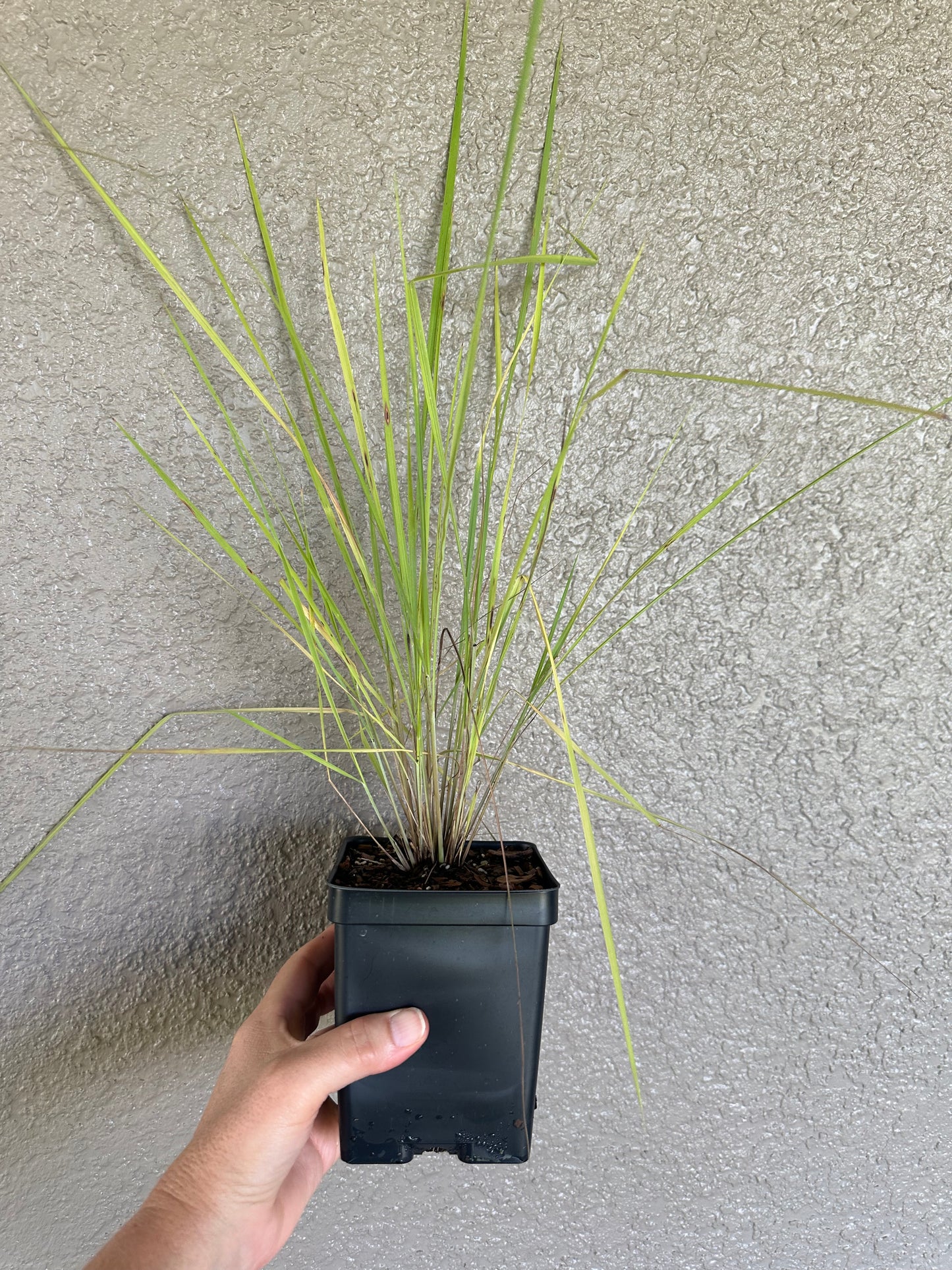 Sorghastrum secundum - Lopsided Indiangrass