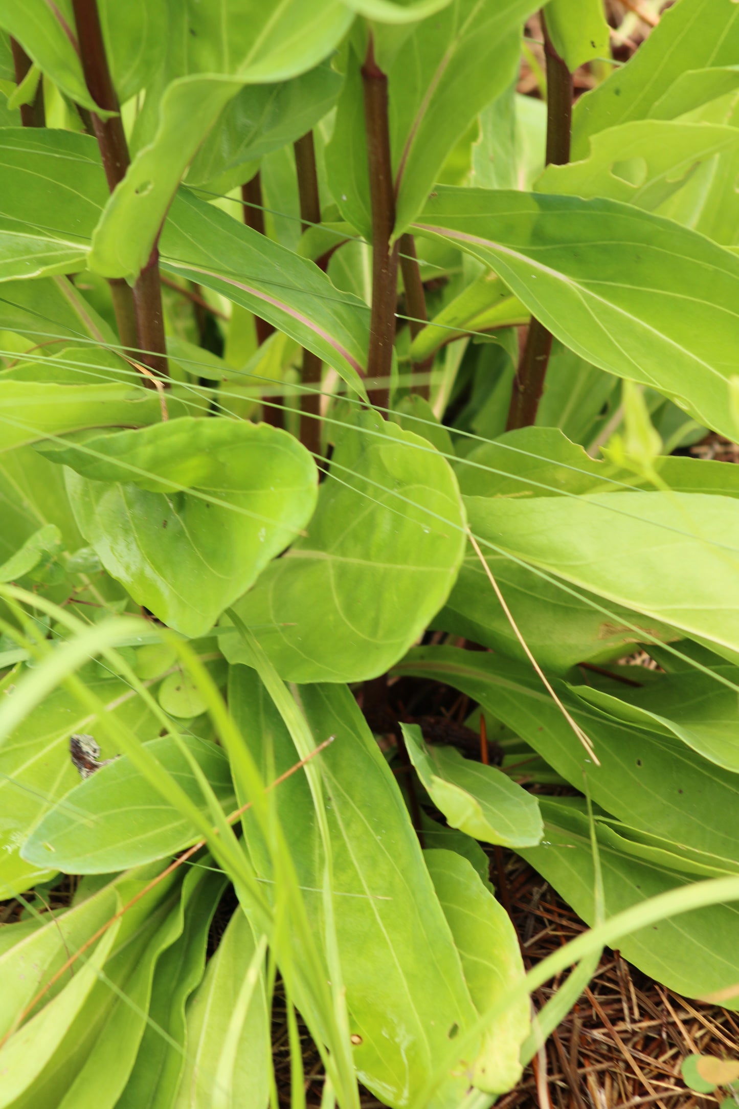 Carphephorus odoratissimus - Vanillaleaf