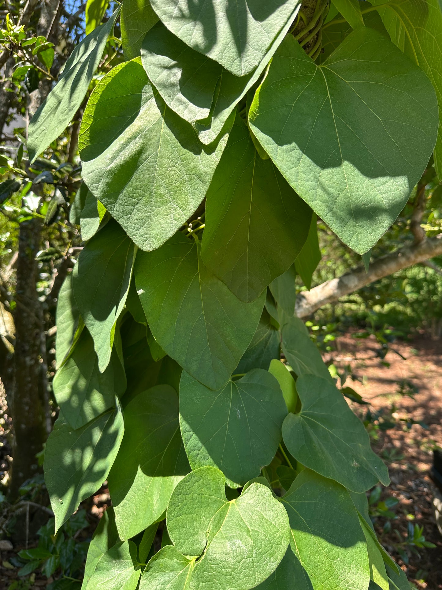 Aristolochia tomentosa - Wolly Dutchman's Pipevine