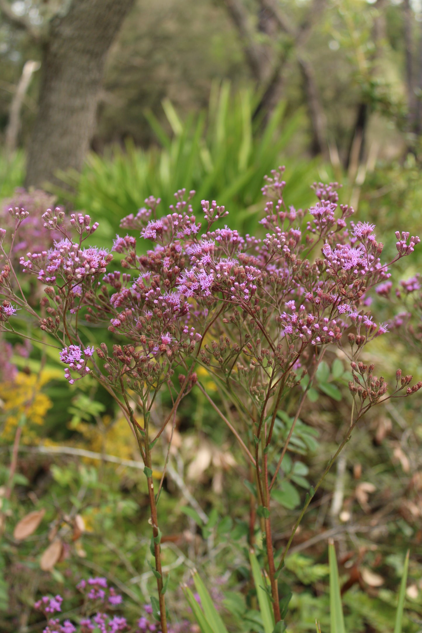 Carphephorus odoratissimus - Vanillaleaf