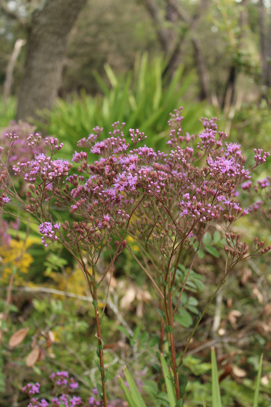 Carphephorus odoratissimus - Vanillaleaf