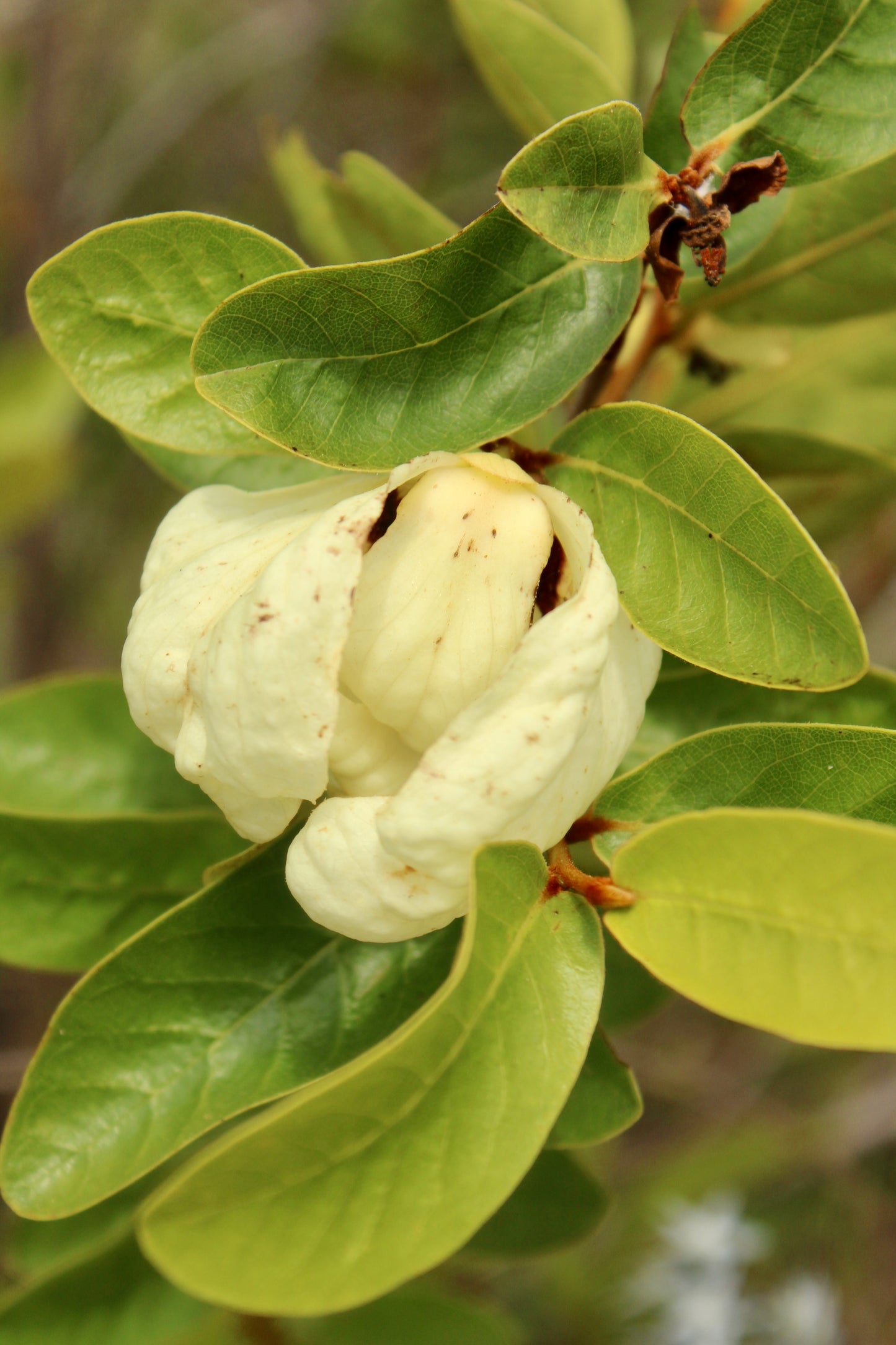 Asimina obovata - Bigflower pawpaw