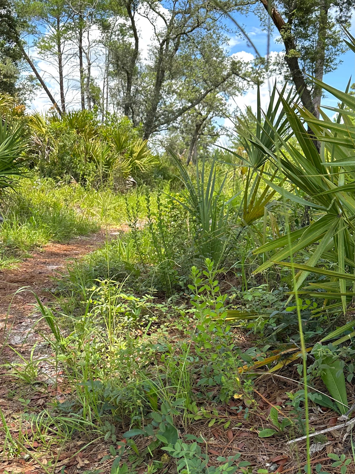 Sericocarpus tortifolius - Whitetop aster