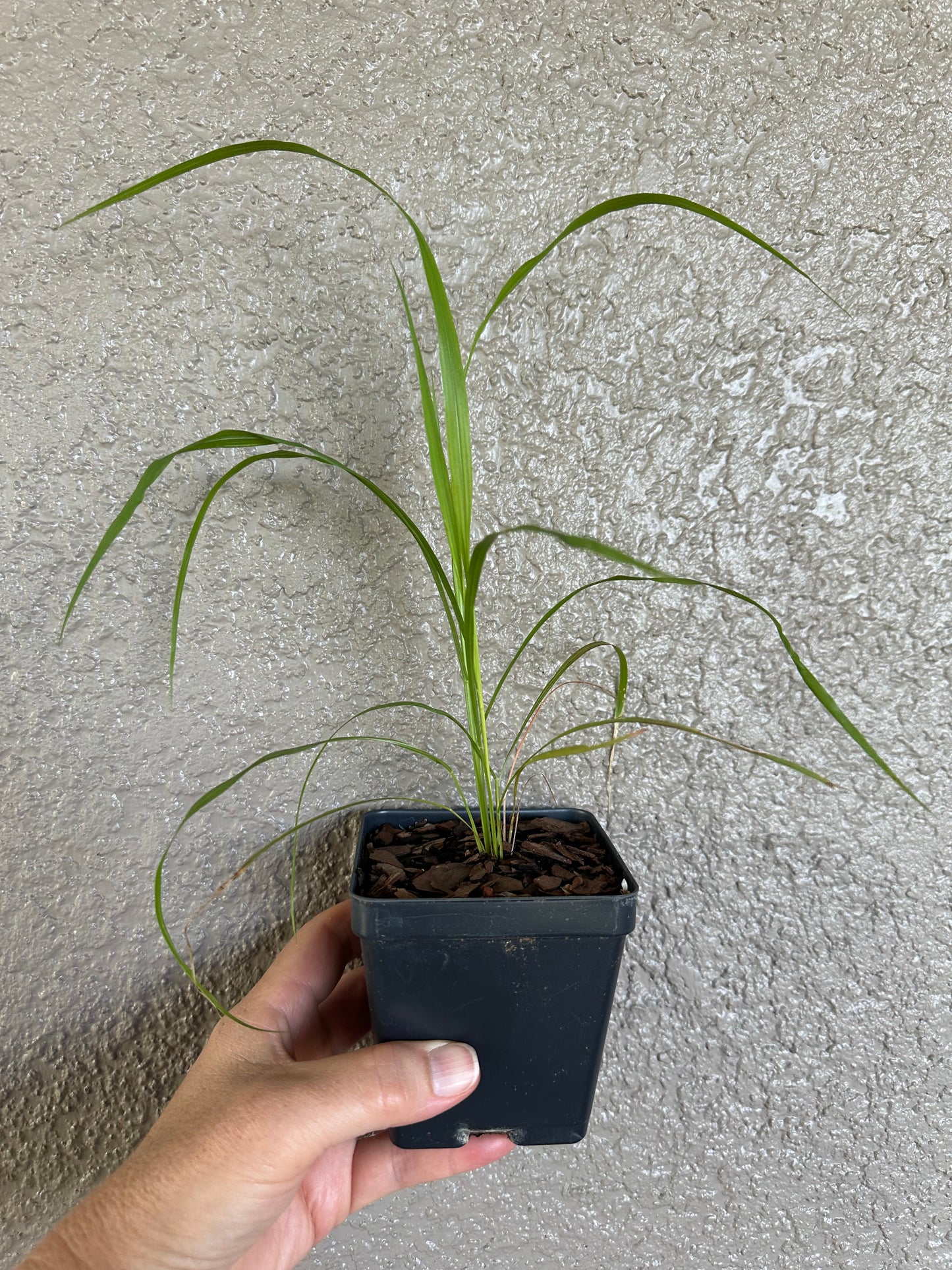 Tridens flavus - Purpletop
