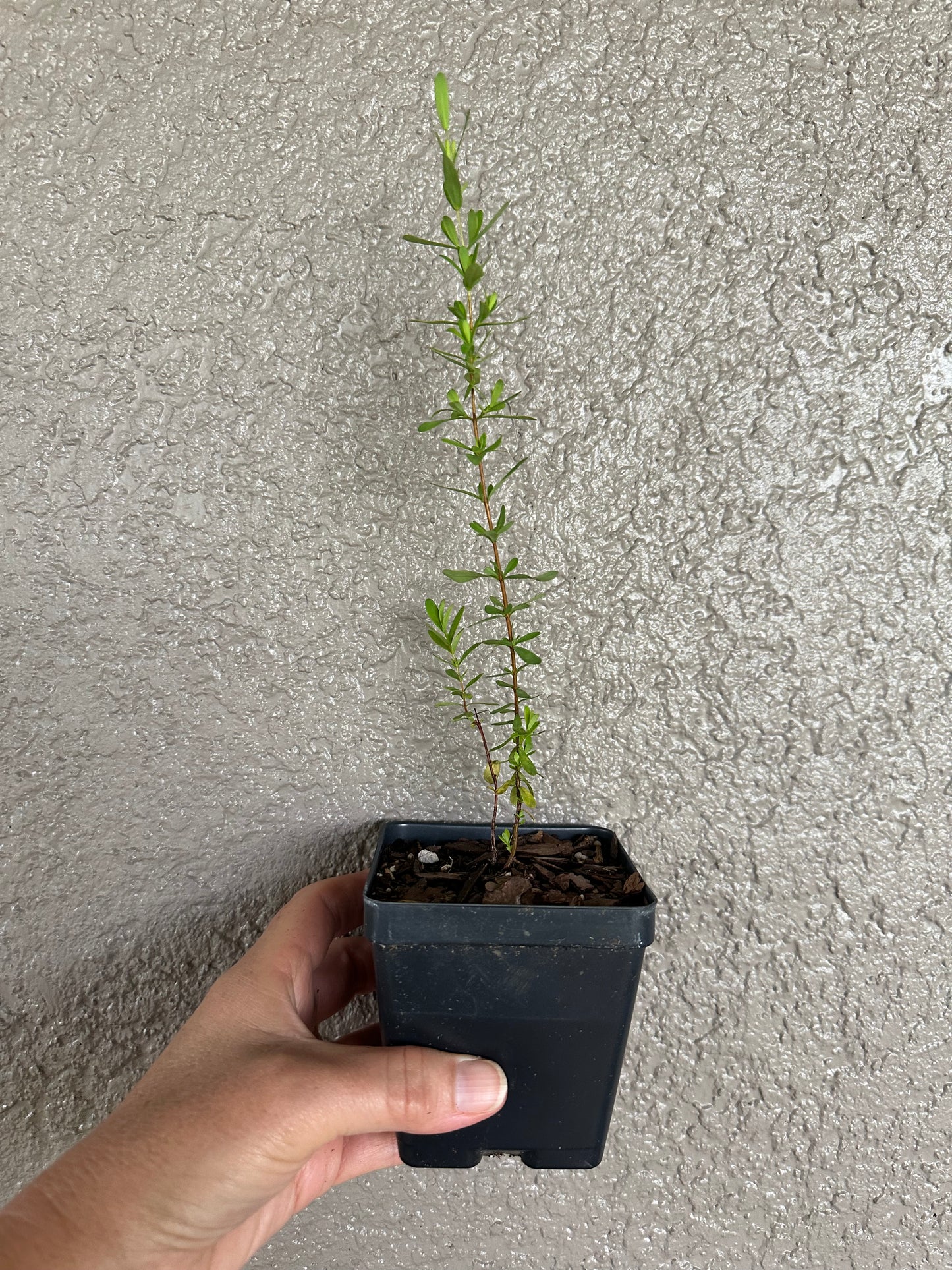 Hypericum hypericoides - St. Andrew’s Cross