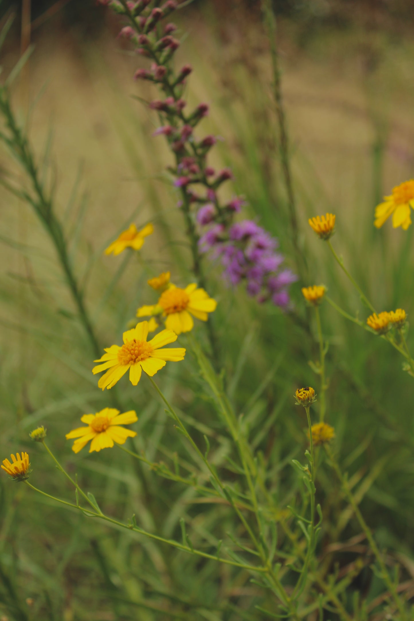 Balduina angustifolia - Coastal plain honeycomb head
