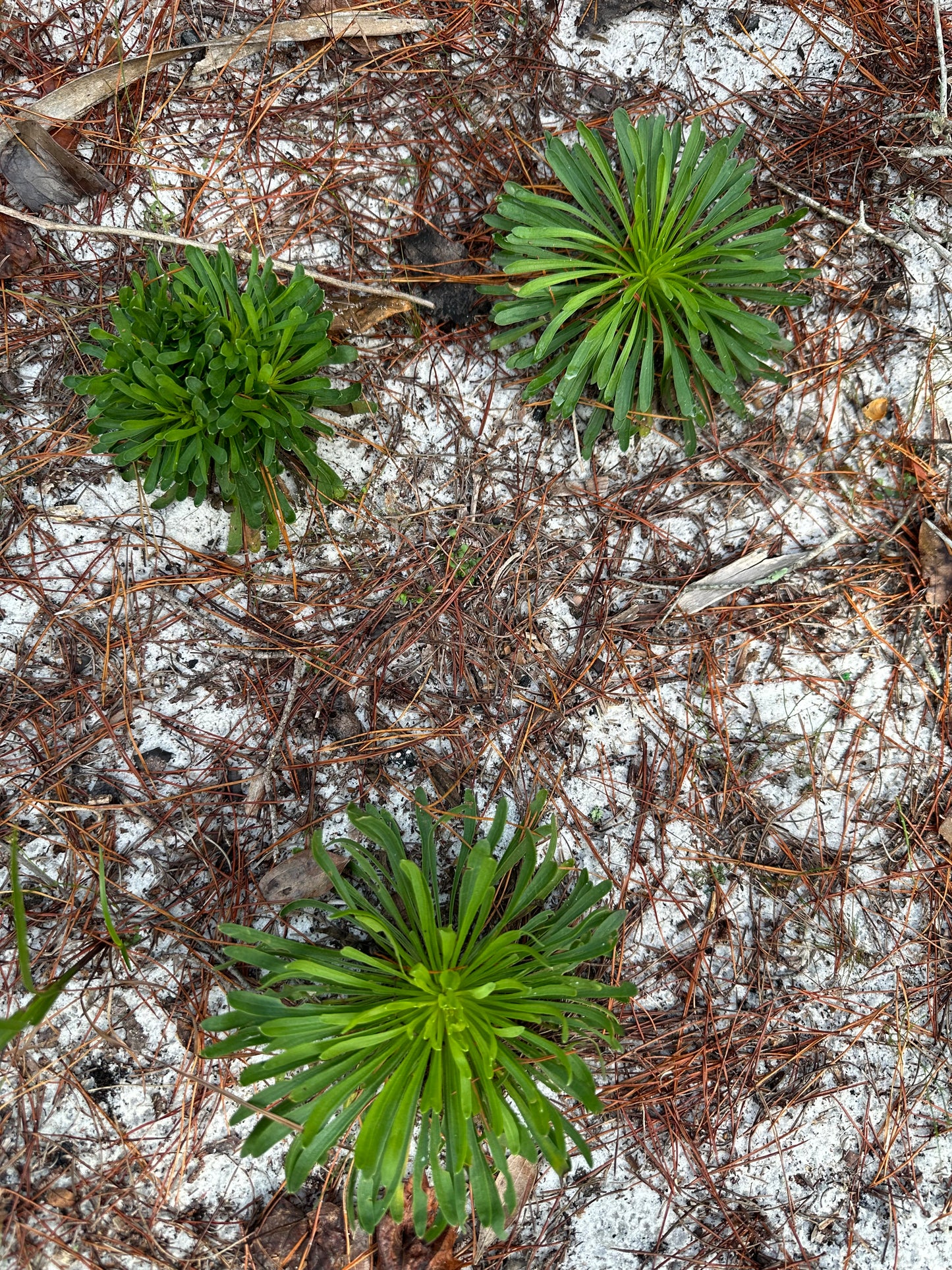 Balduina angustifolia - Coastal plain honeycomb head