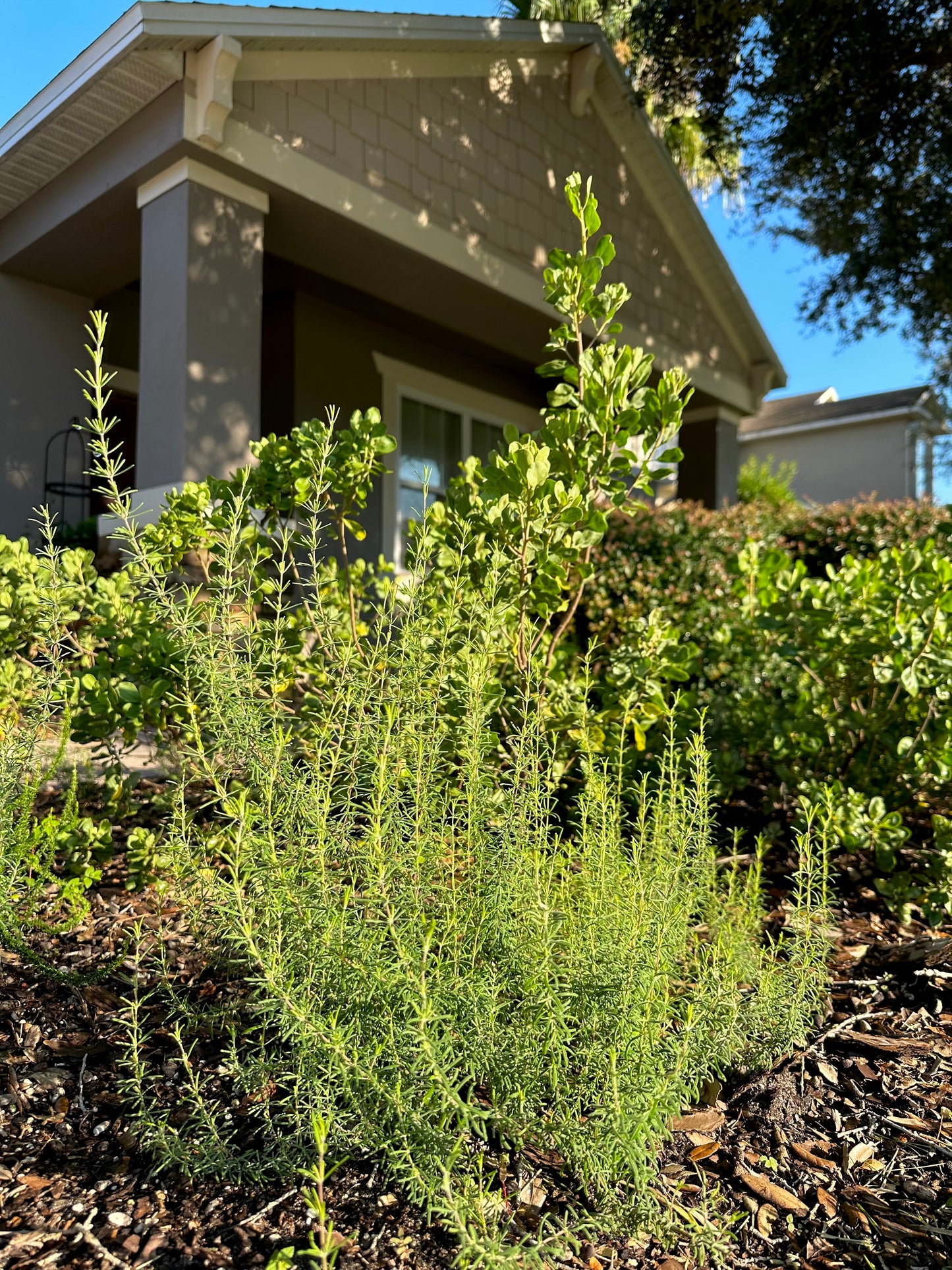 Conradina canescens - Wild rosemary