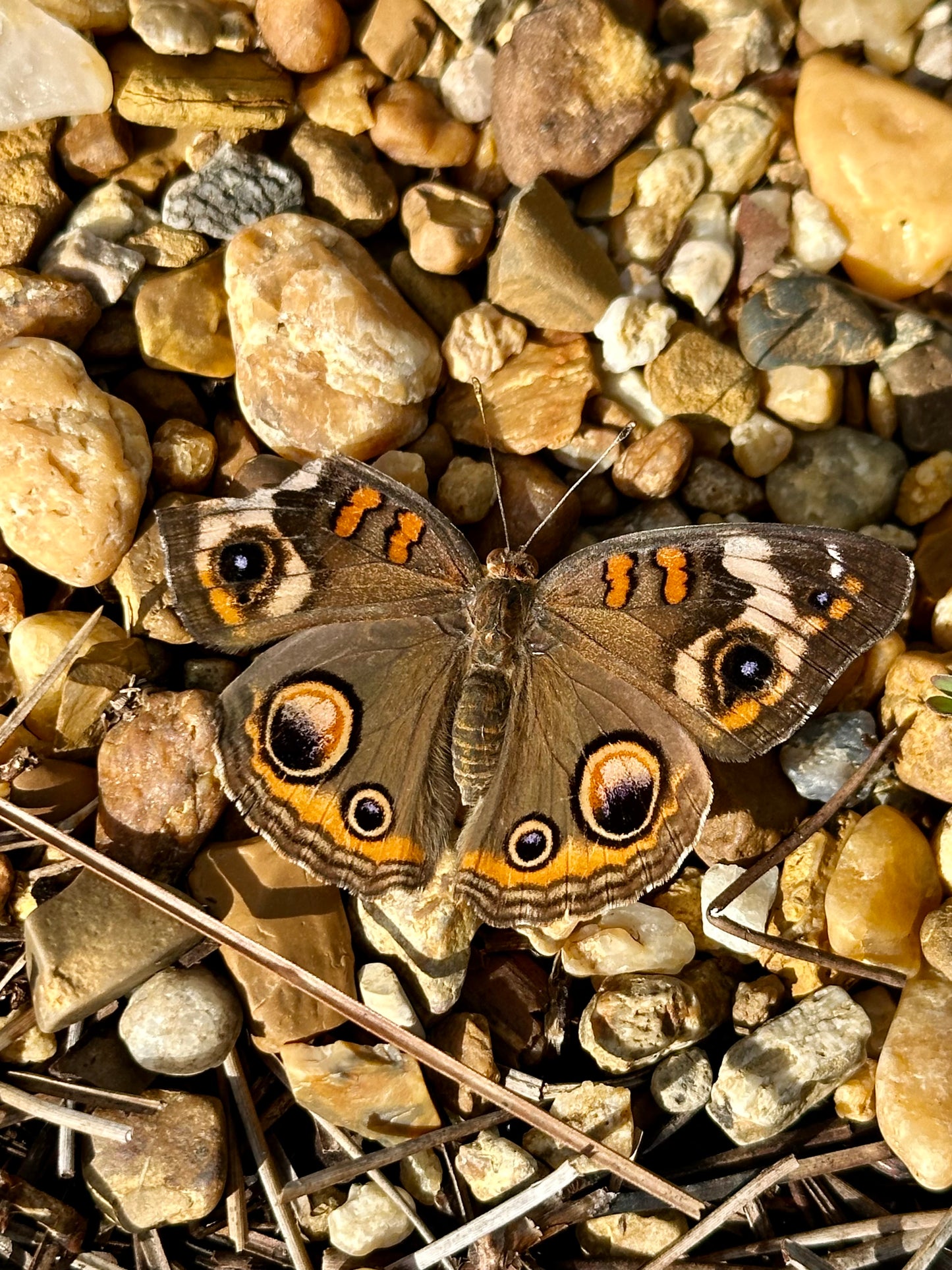 Dyschoriste oblongifolia - Twinflower