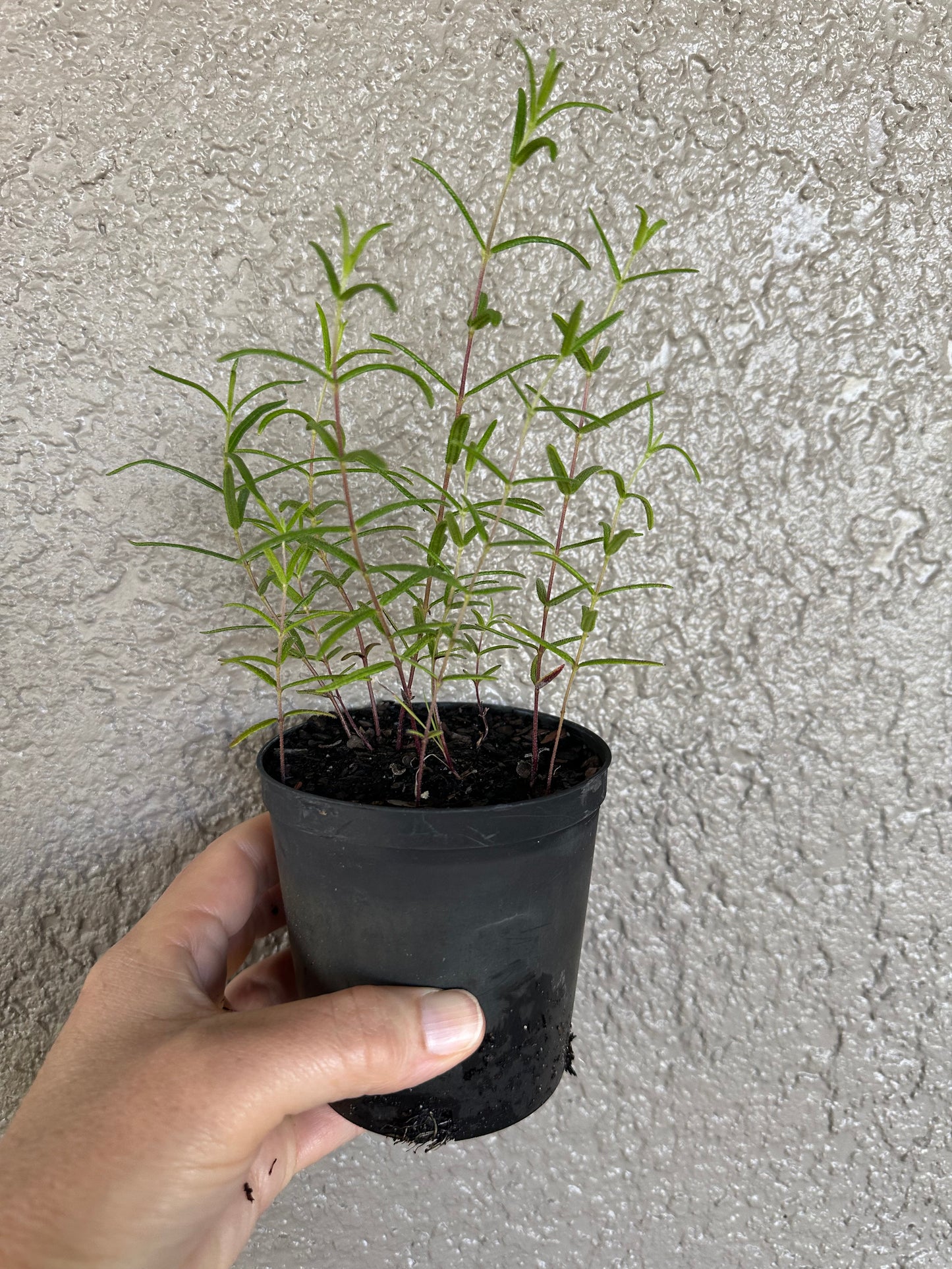 Phoebanthus grandiflorus