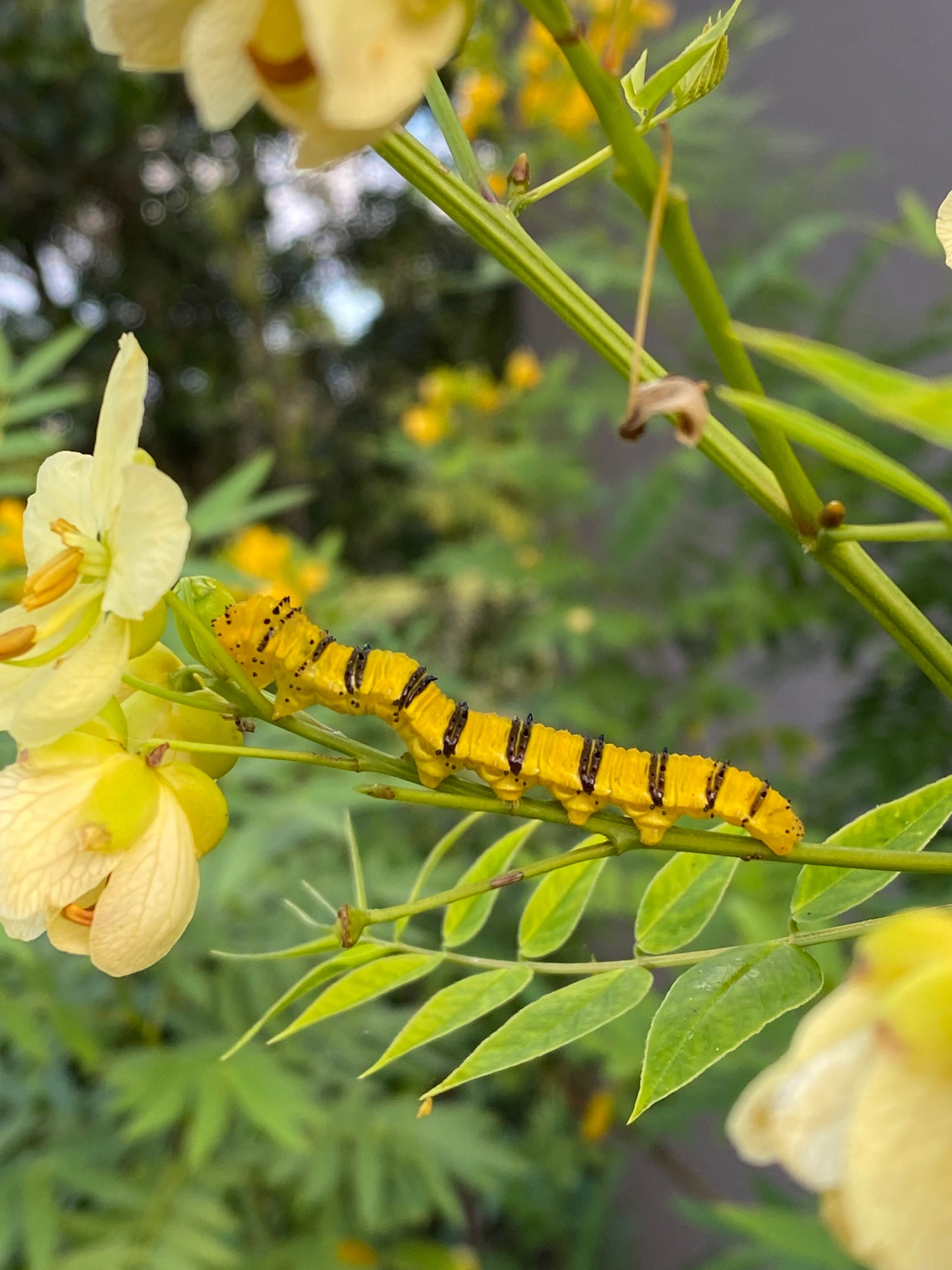 Senna ligustrina - Privet senna