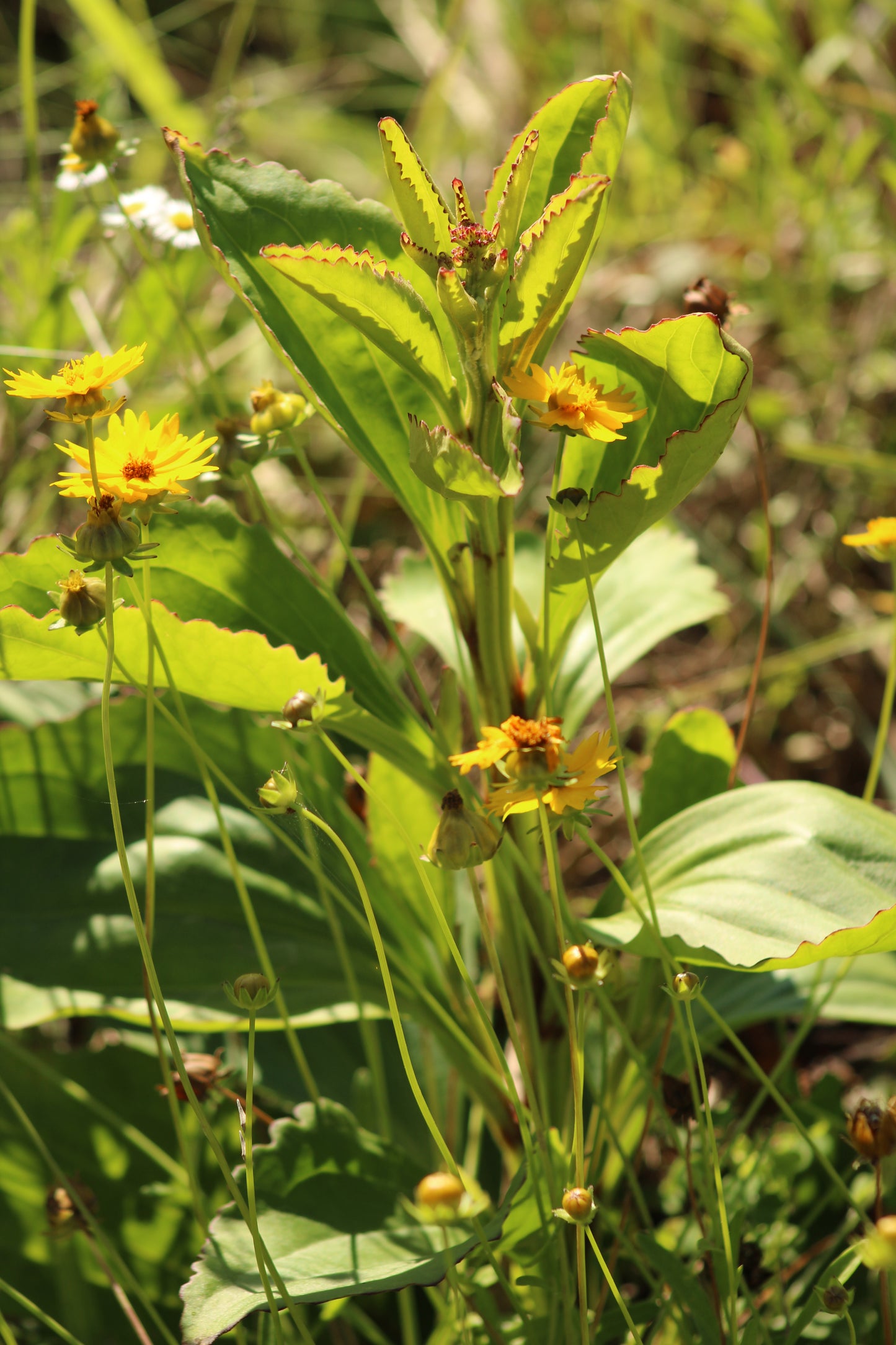 Arnoglossum floridanum - Florida plantain