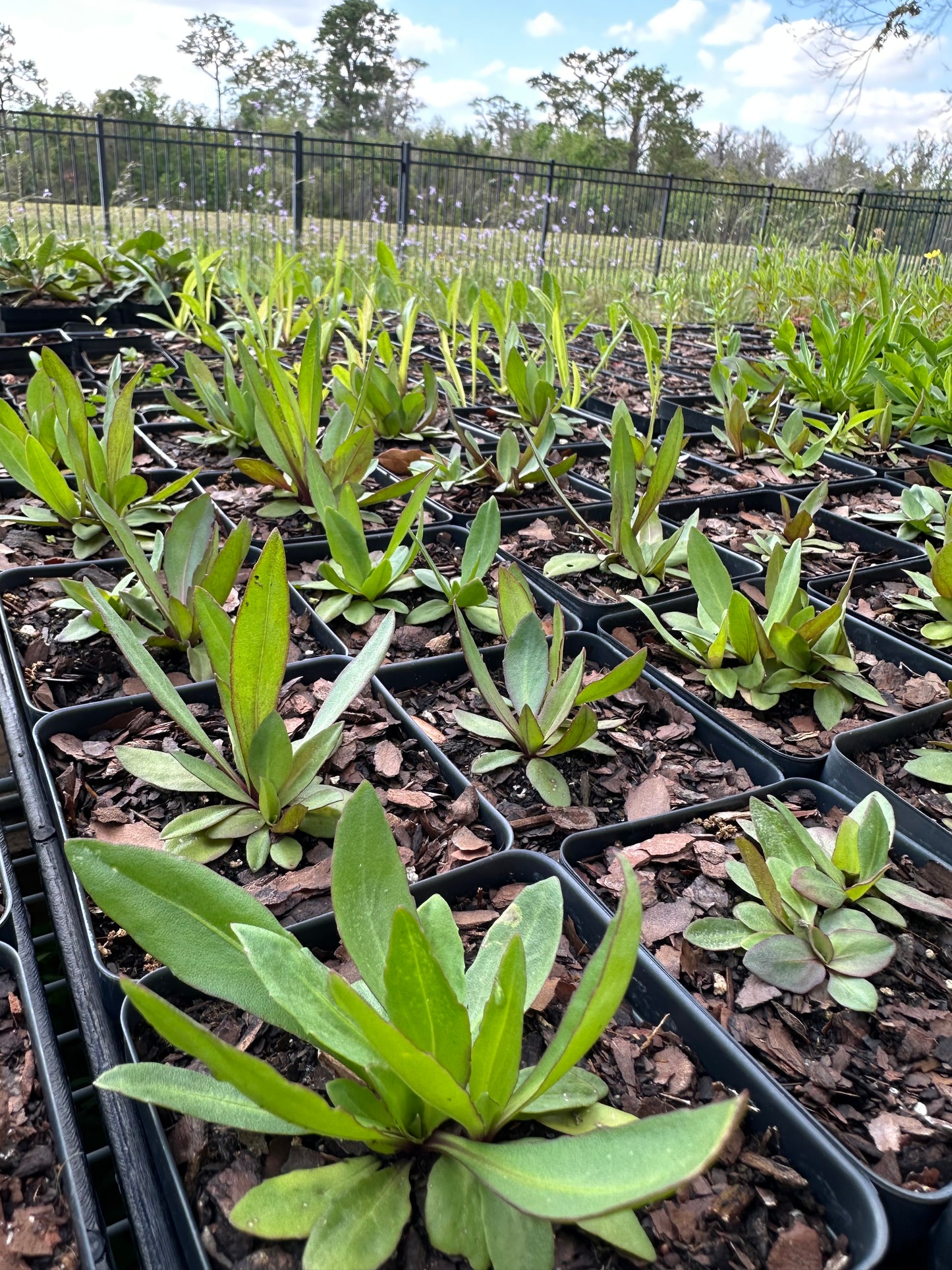 Helenium pinnatifidum - Southeastern
 sneezeweed