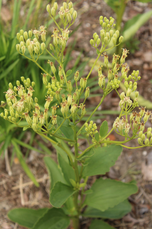 Arnoglossum floridanum - Florida plantain