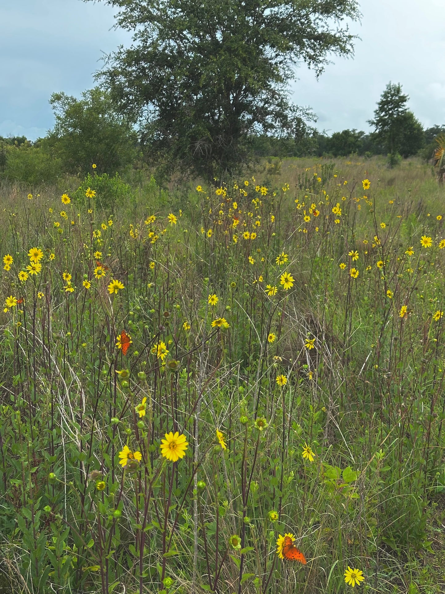 Silphium asteriscus - Stary rosinflower