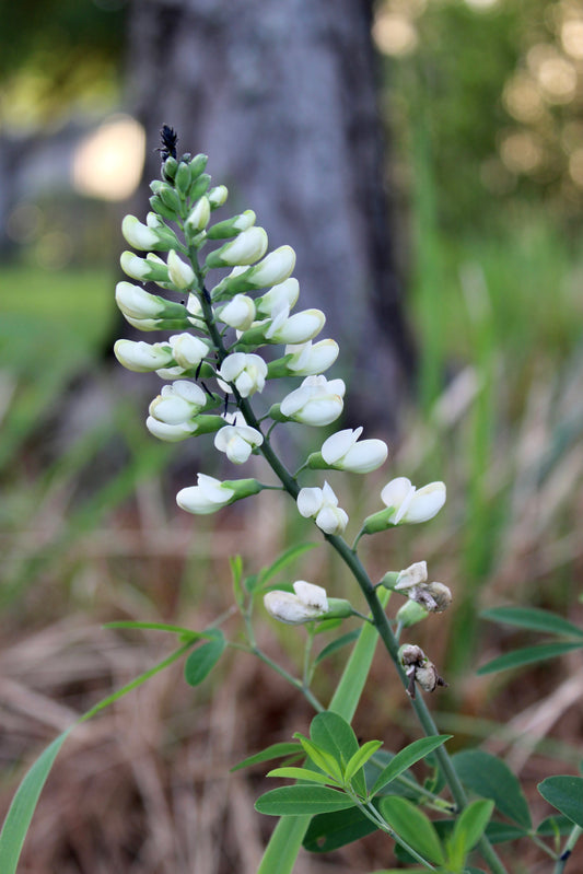 Baptisia alba - White wild indigo
