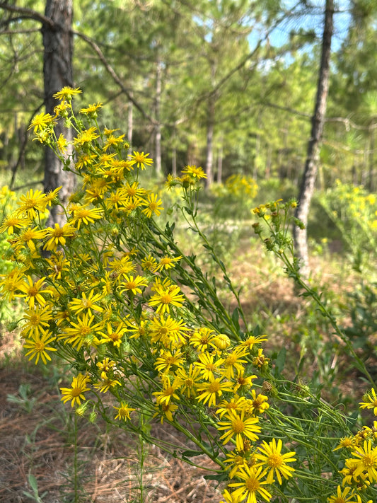 Chrysopsis subulata - Scrubland goldenaster
