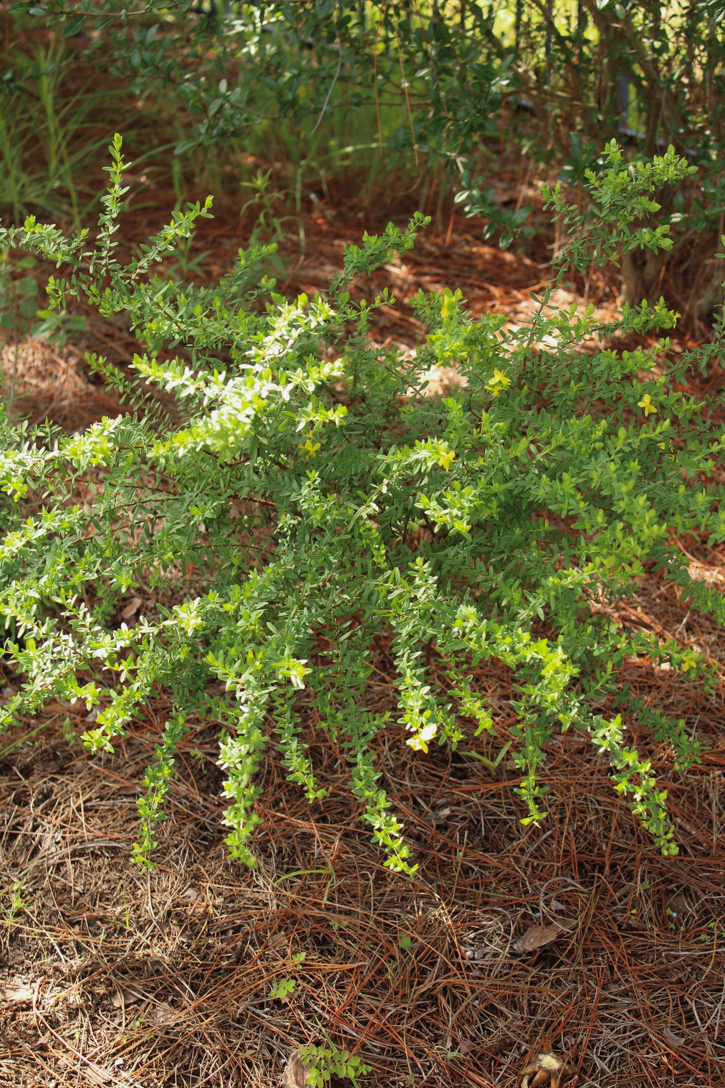 Hypericum hypericoides - St. Andrew’s Cross