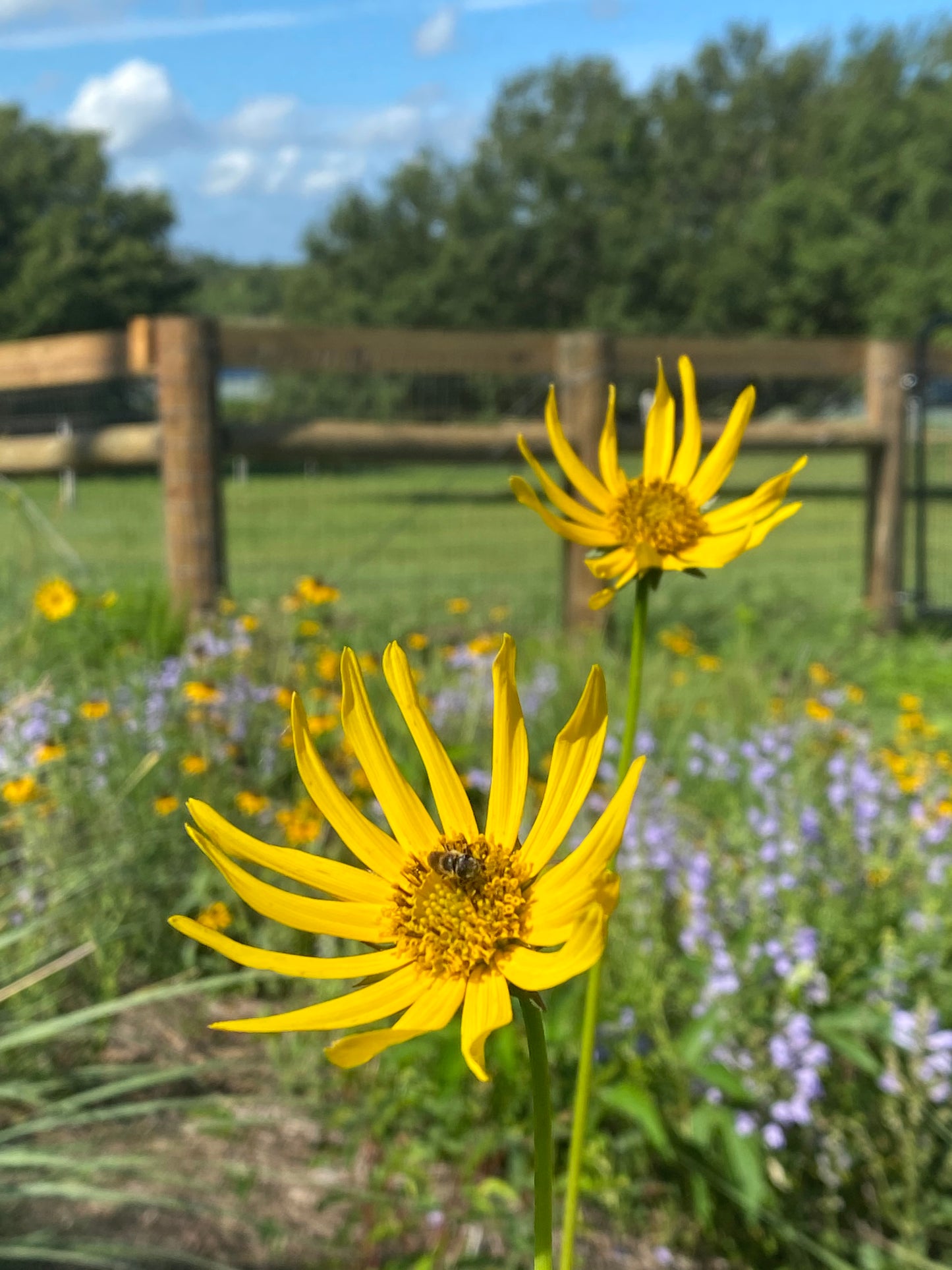 Helianthus carnosus - Lakeside sunflower