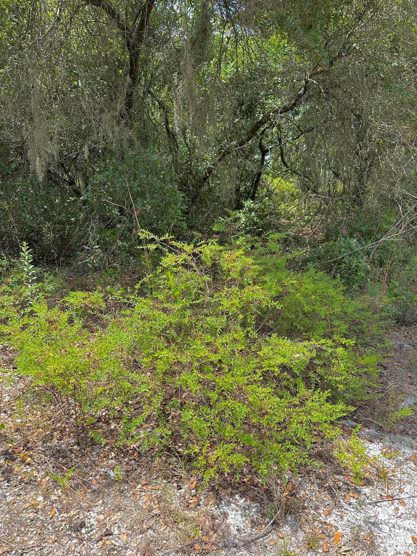 Hypericum hypericoides - St. Andrew’s Cross